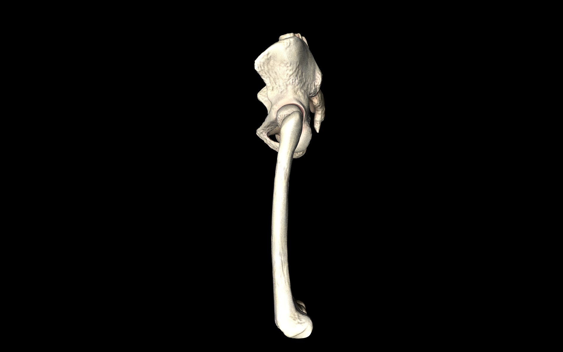Hip Joint - Hip bone Sacrum Femur - Only bones Medically Accu... 3D model_30