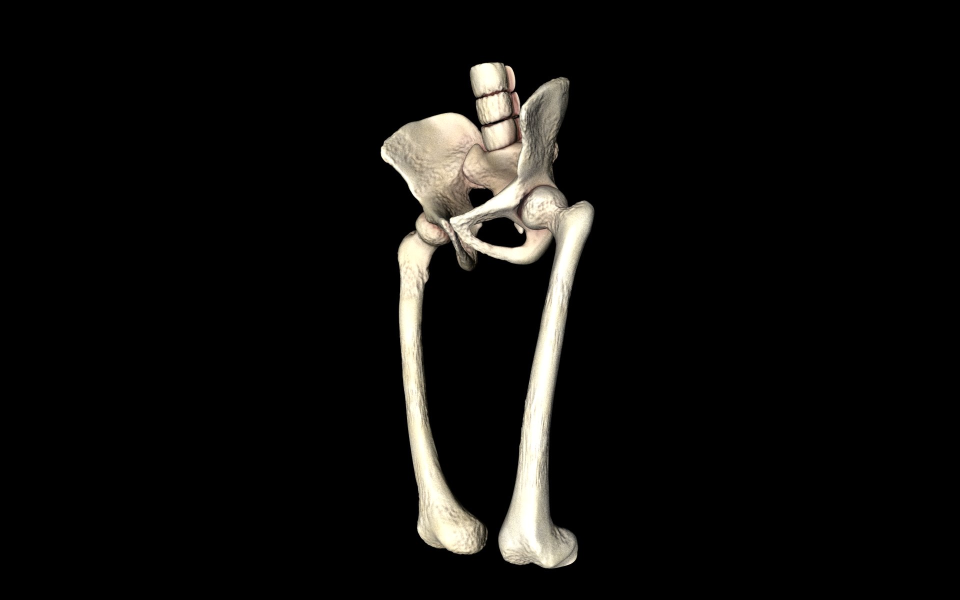 Hip Joint - Hip bone Sacrum Femur - Only bones Medically Accu... 3D model_34