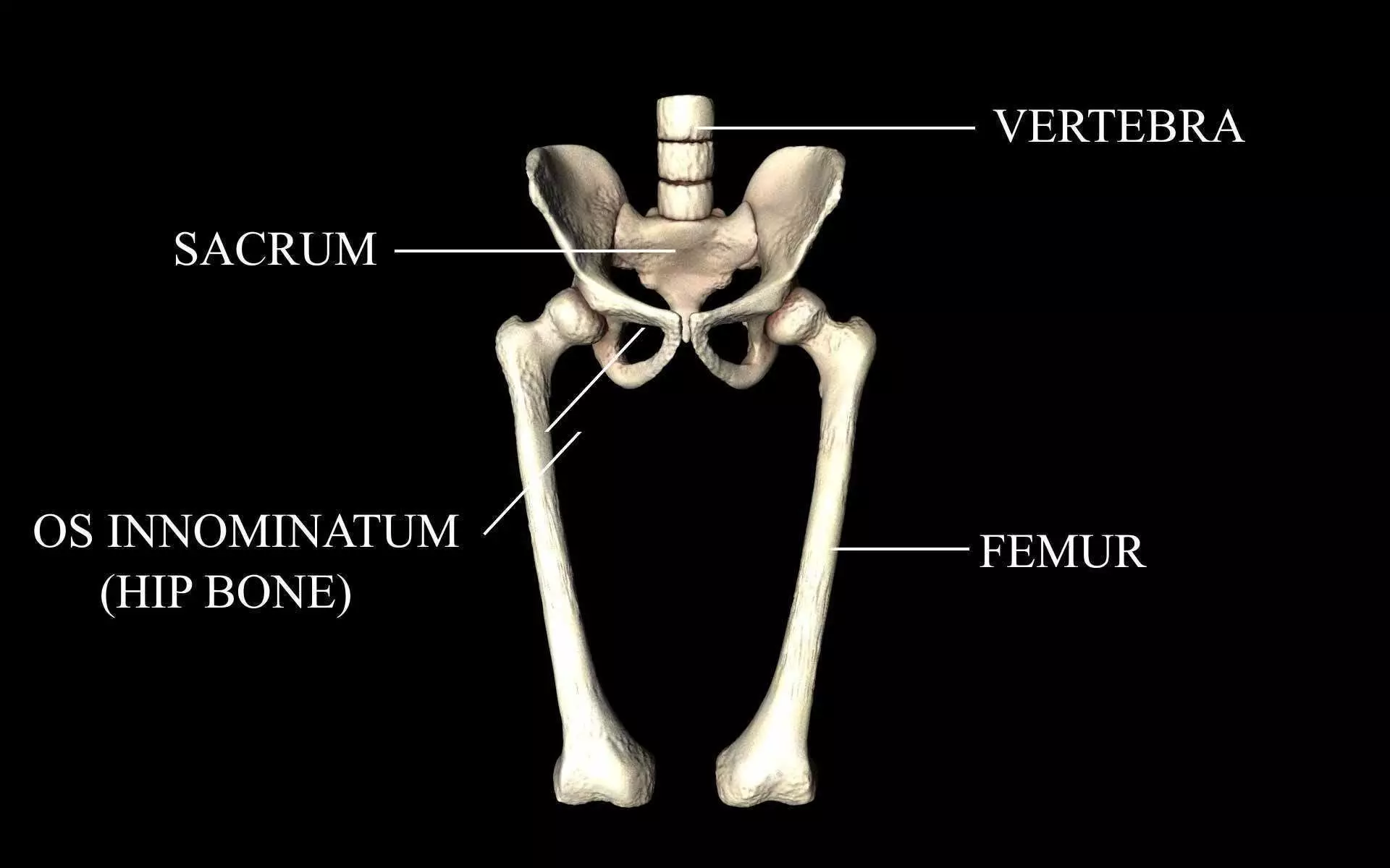 Hip Joint - Hip bone Sacrum Femur - Only bones Medically Accu... 3D model_0