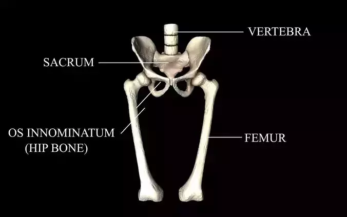 Hip Joint - Hip bone Sacrum Femur - Only bones Medically Accu... 3D model