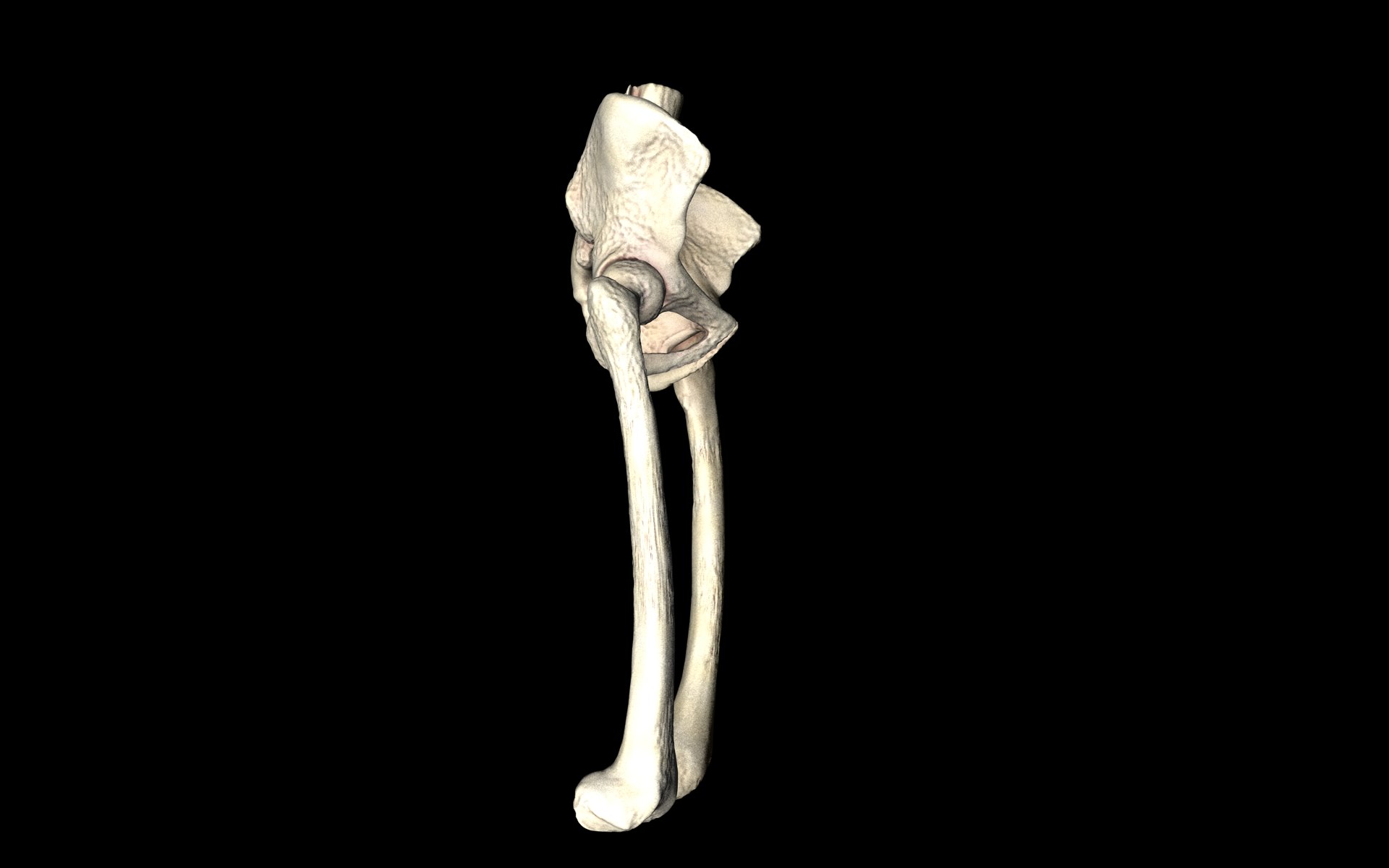 Hip Joint - Hip bone Sacrum Femur - Only bones Medically Accu... 3D model_16
