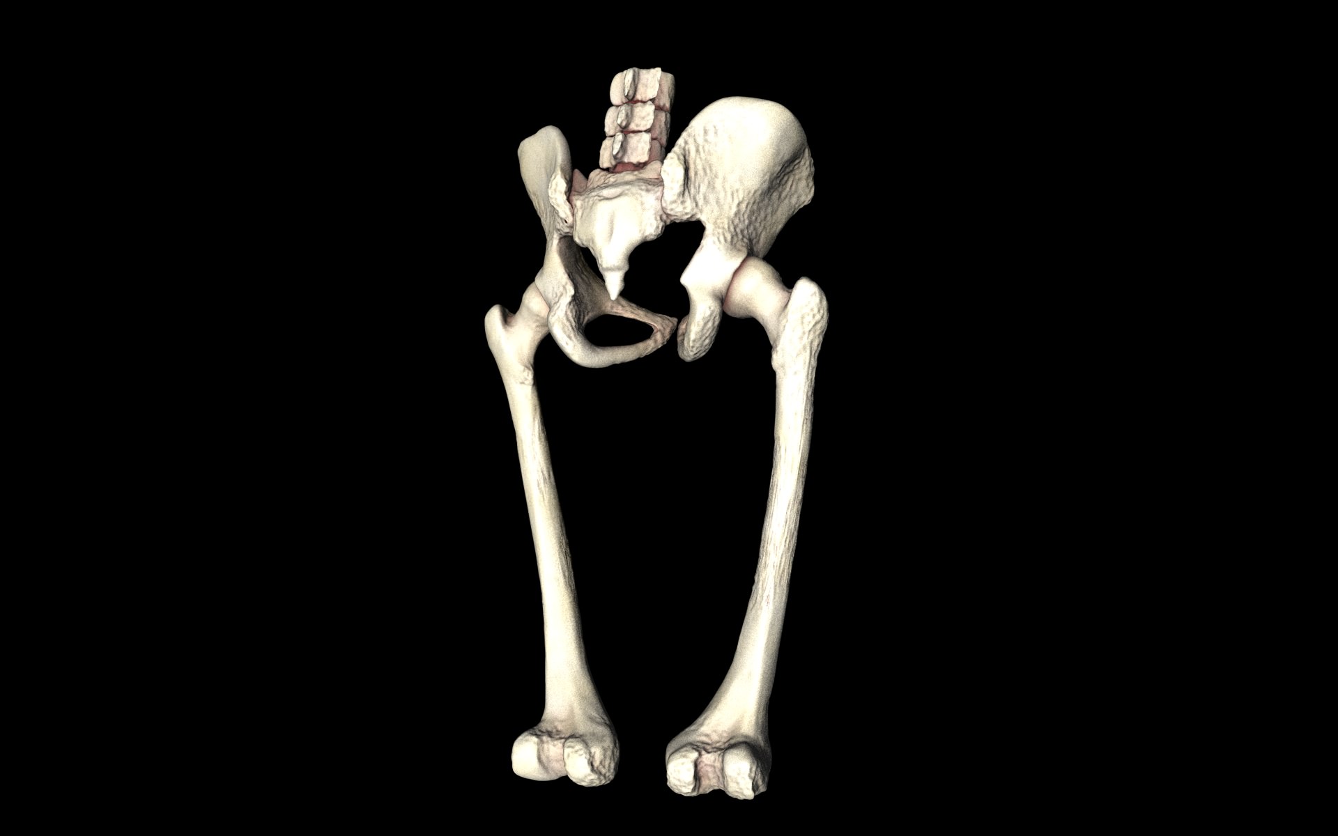 Hip Joint Hip bone Sacrum Femur Only b... 3D Model
