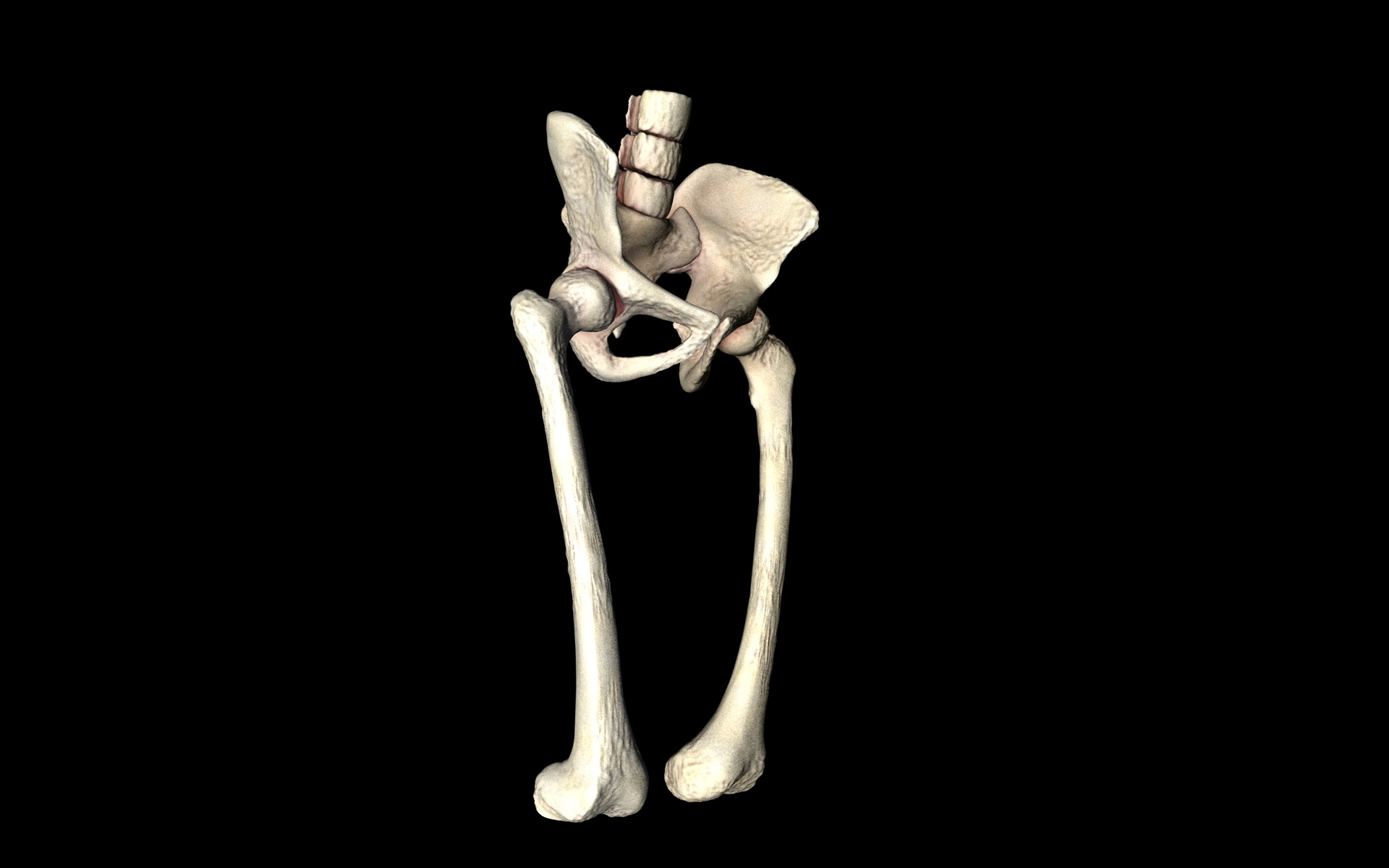 Hip Joint Hip bone Sacrum Femur Only b... 3D Model