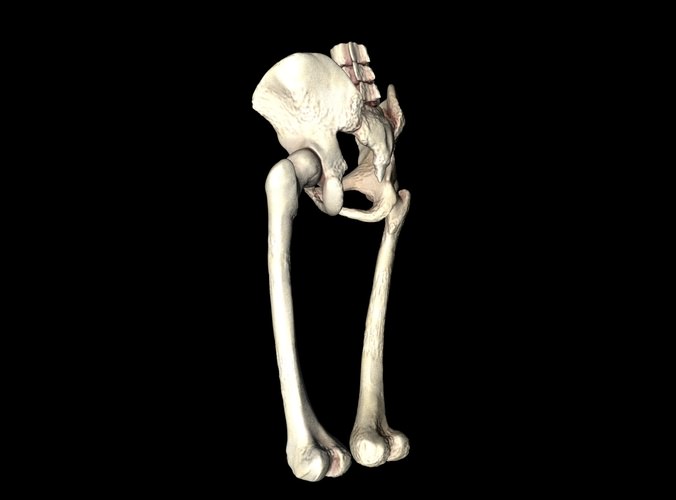 Hip Joint Hip bone Sacrum Femur Only b... 3D Model