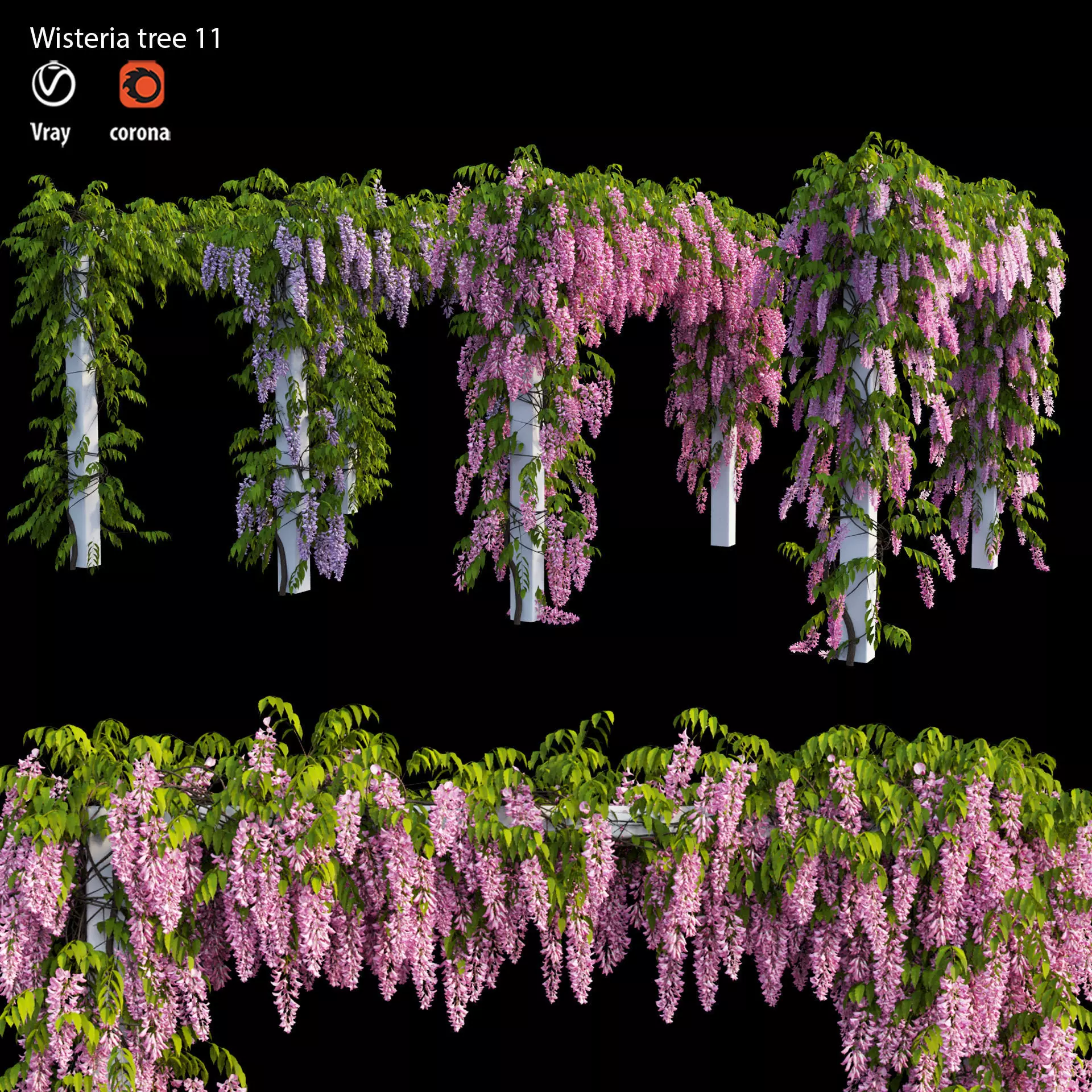 Wisterial tree 11 3D model_0