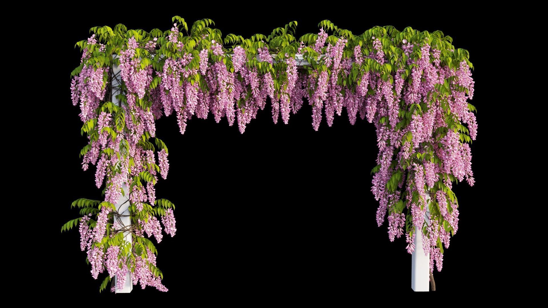 Wisterial tree 11 3D model_6