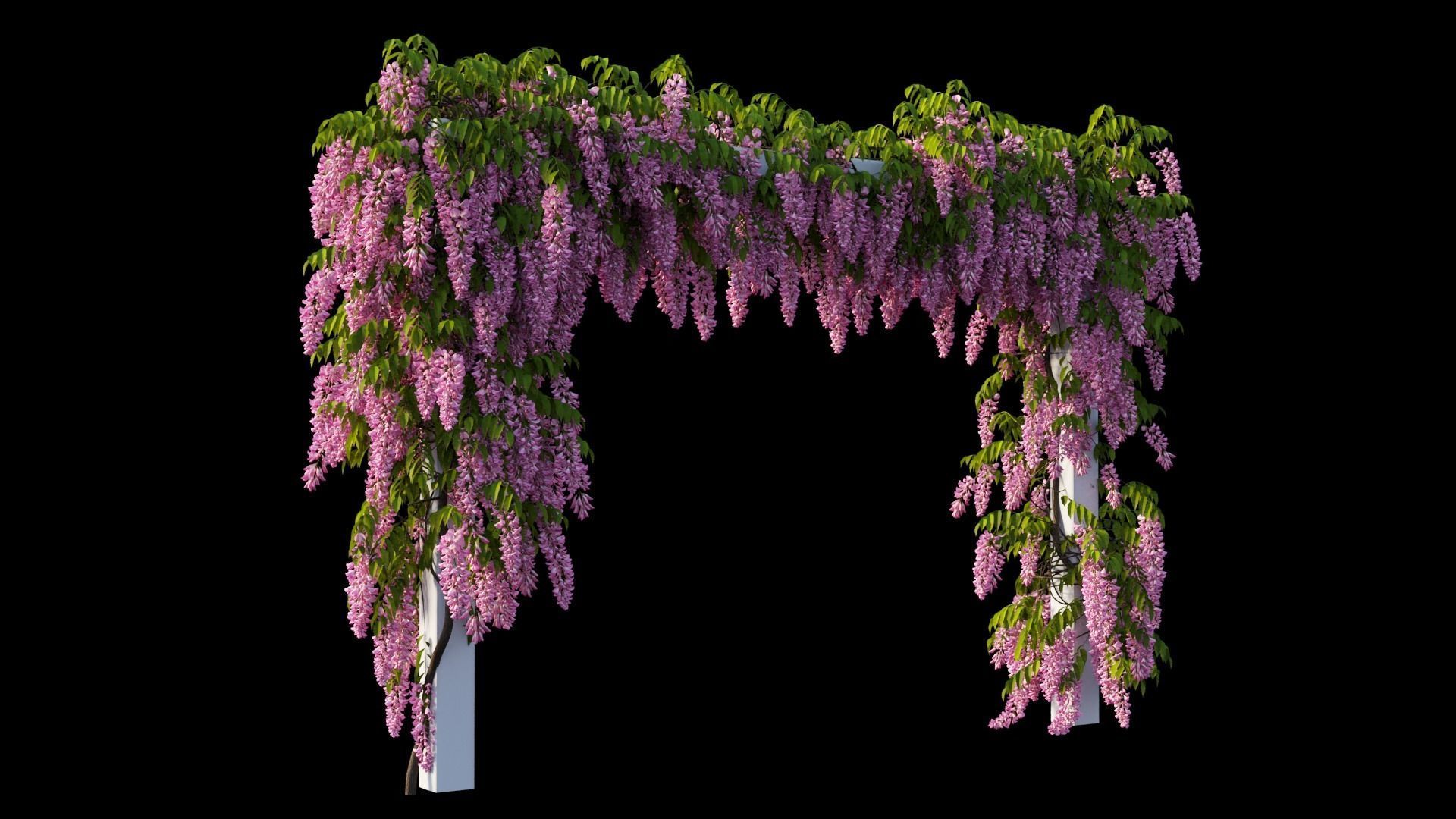 Wisterial tree 11 3D model_7