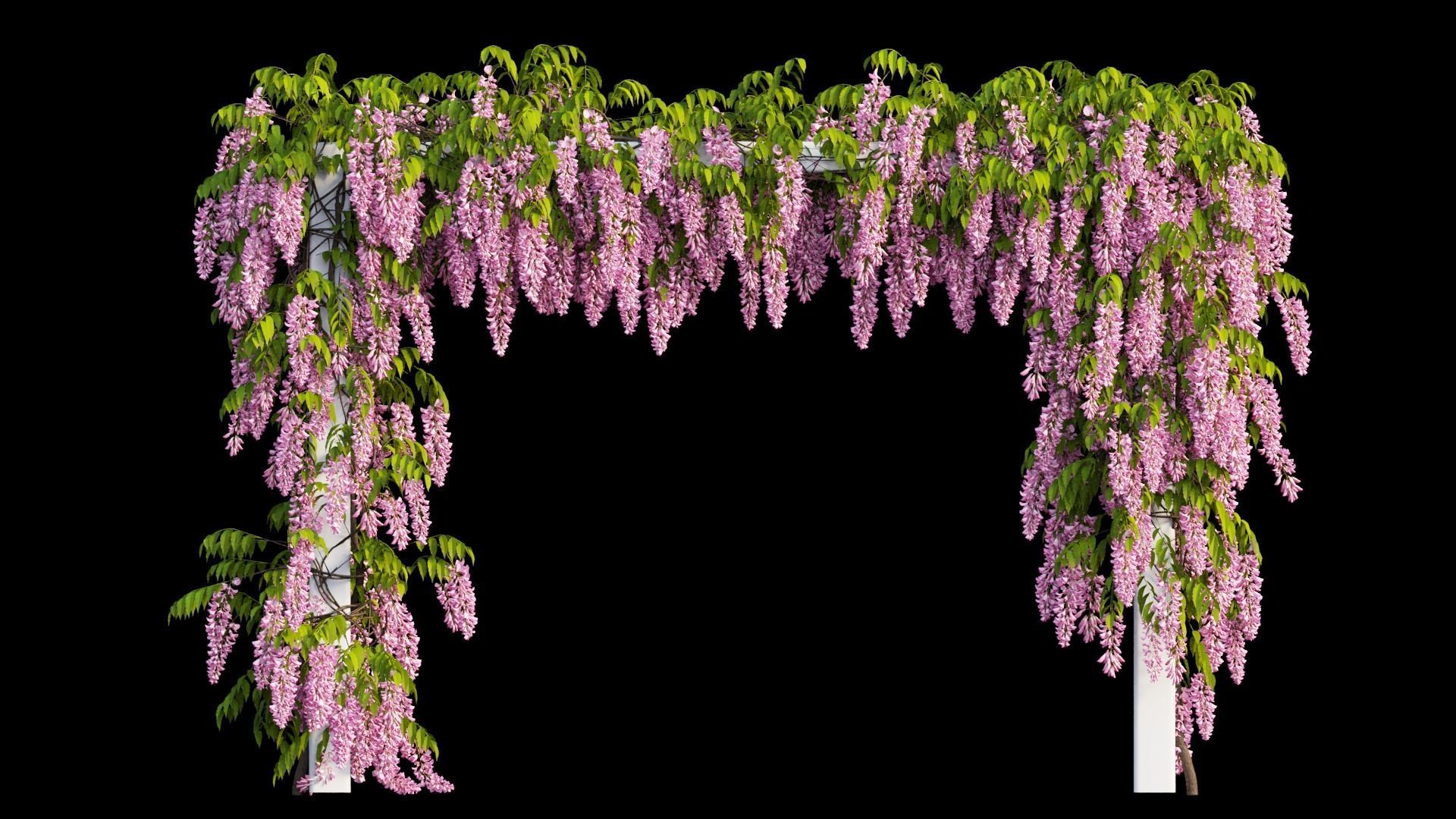 Wisterial tree 11 3D model_1