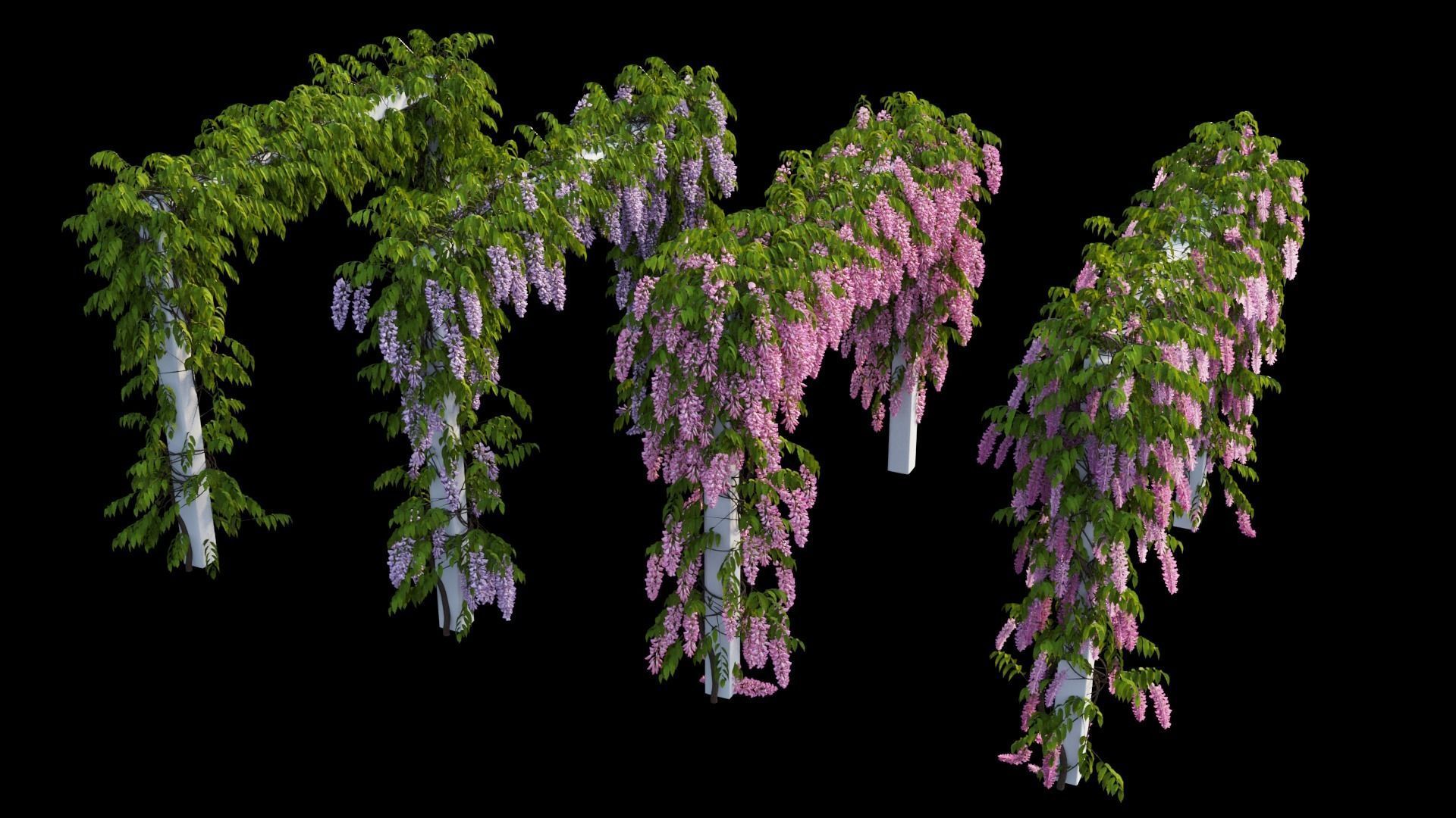 Wisterial tree 11 3D model_3