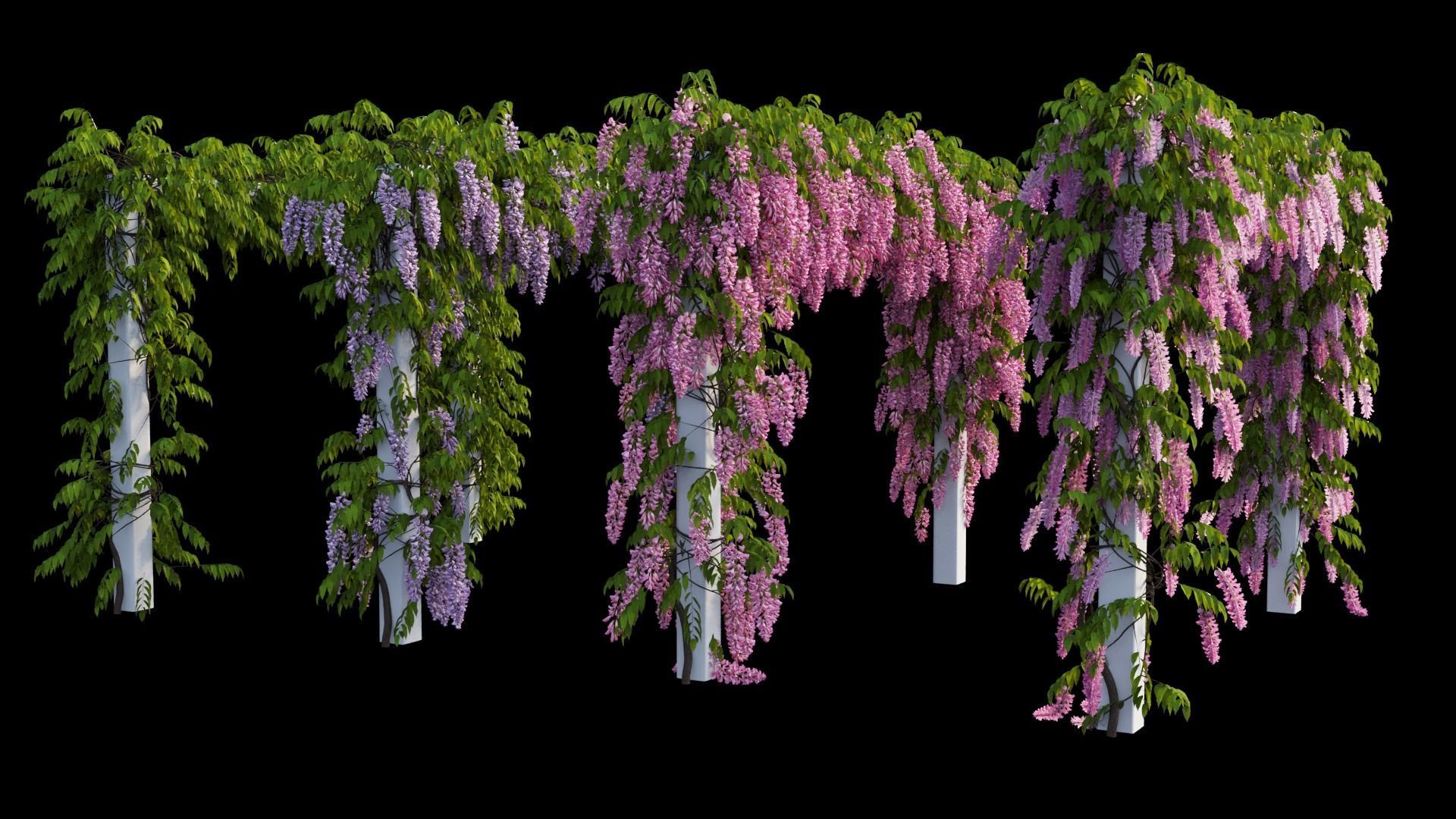 Wisterial tree 11 3D model_2