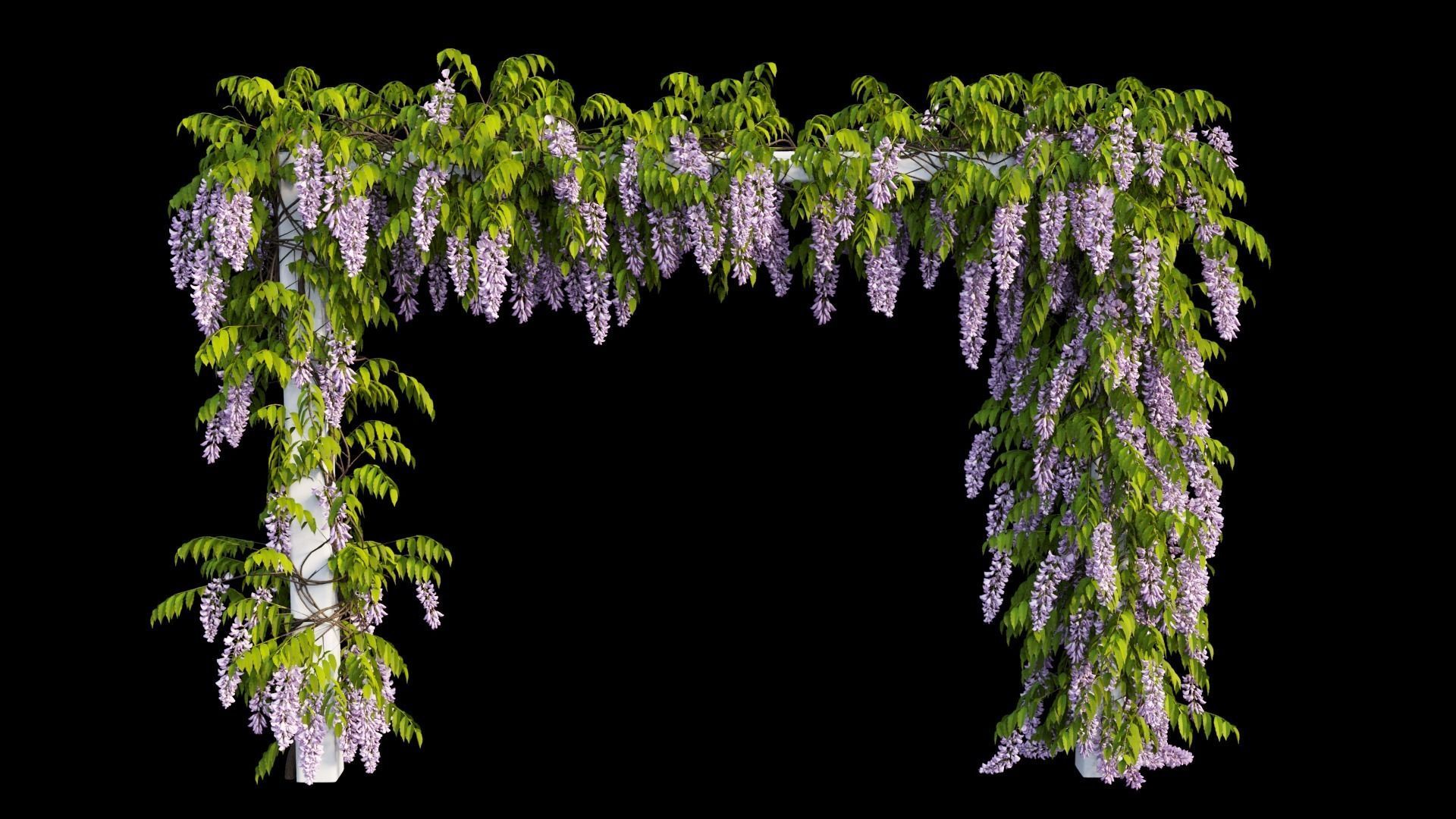 Wisterial tree 11 3D model_5
