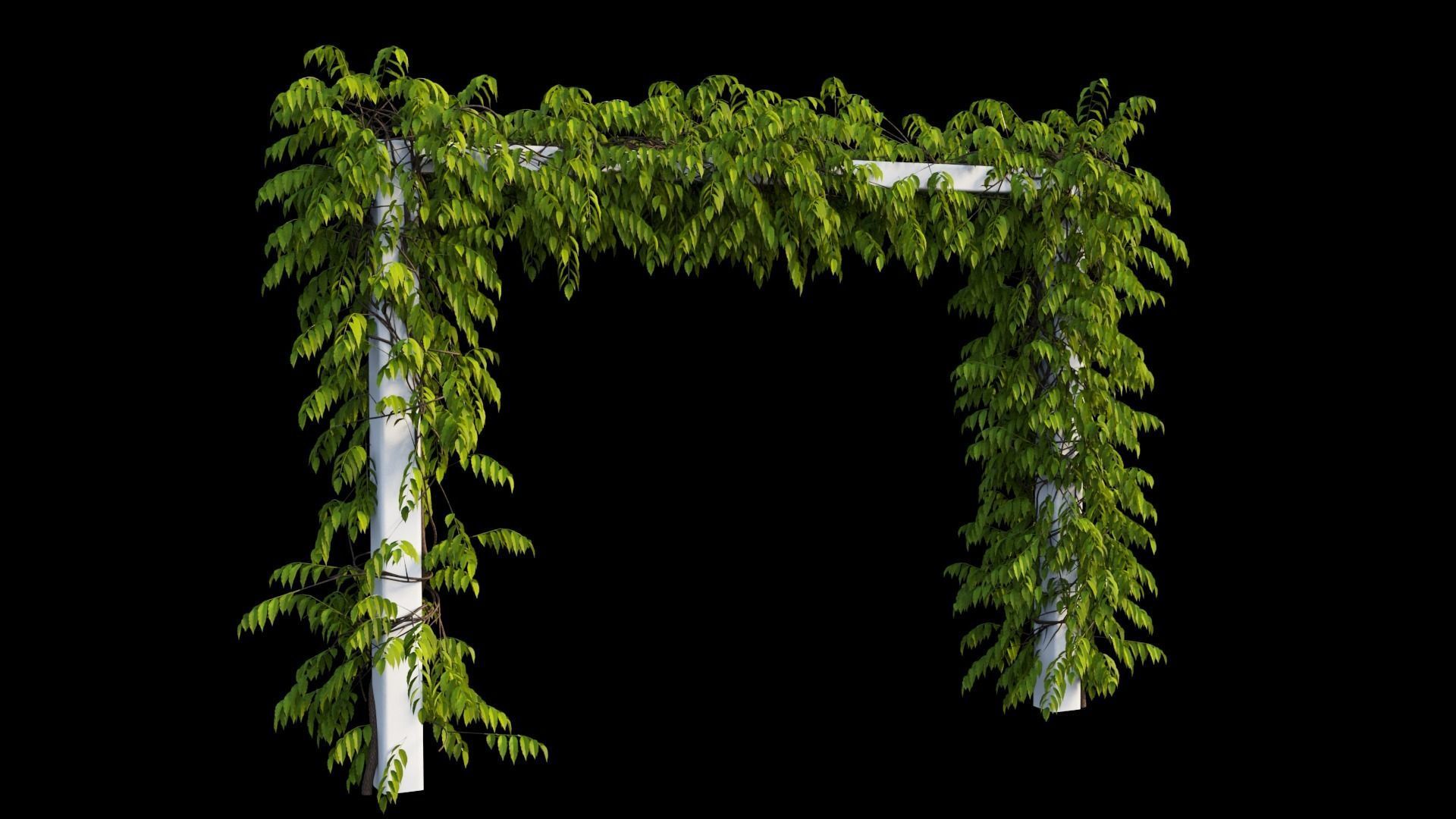 Wisterial tree 11 3D model_4