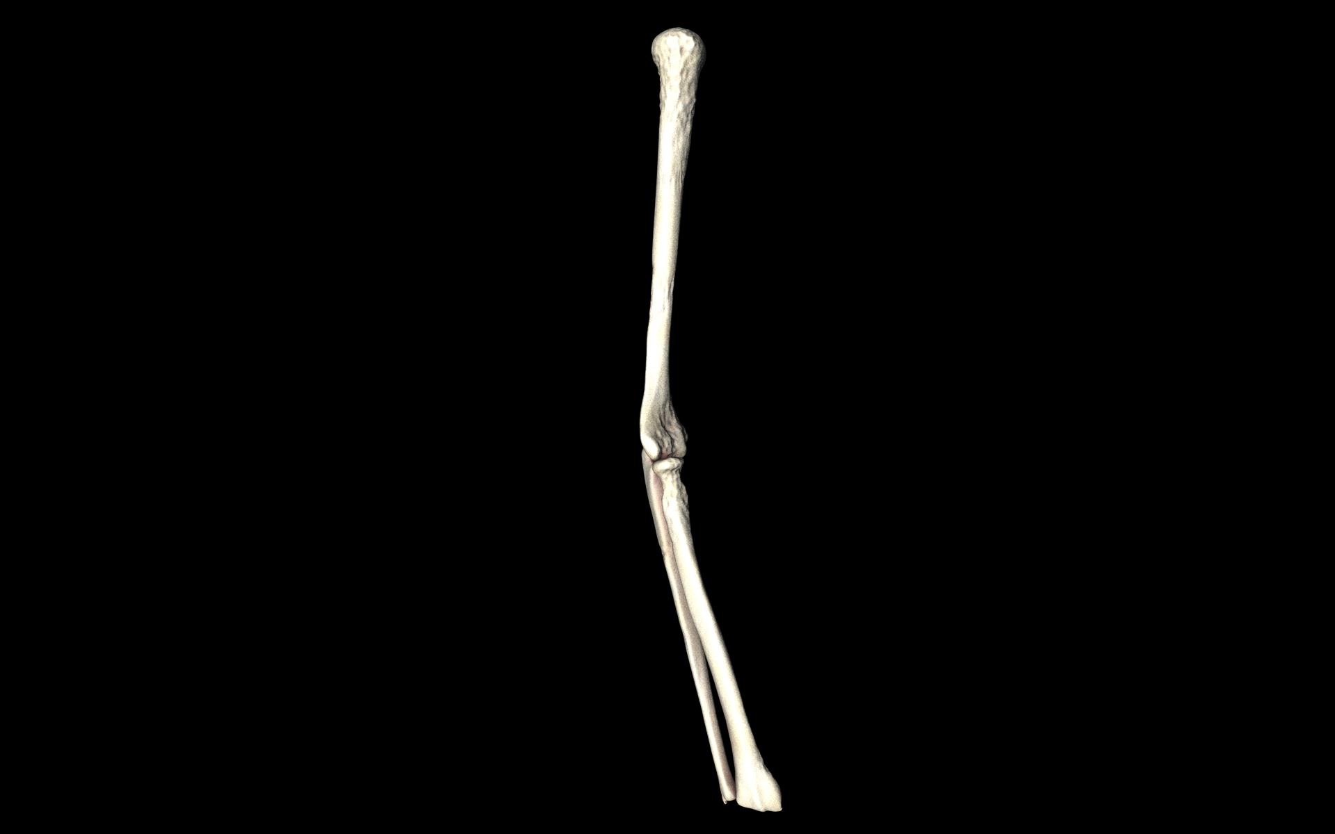 Elbow Joint Bones Humerus Radius Ulna - Medically Accurate 3d... 3D model_42