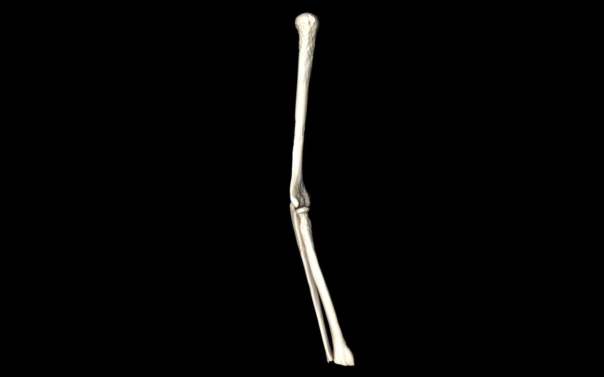 Elbow Joint Bones Humerus Radius Ulna - Medically Accurate 3d... 3D model_4