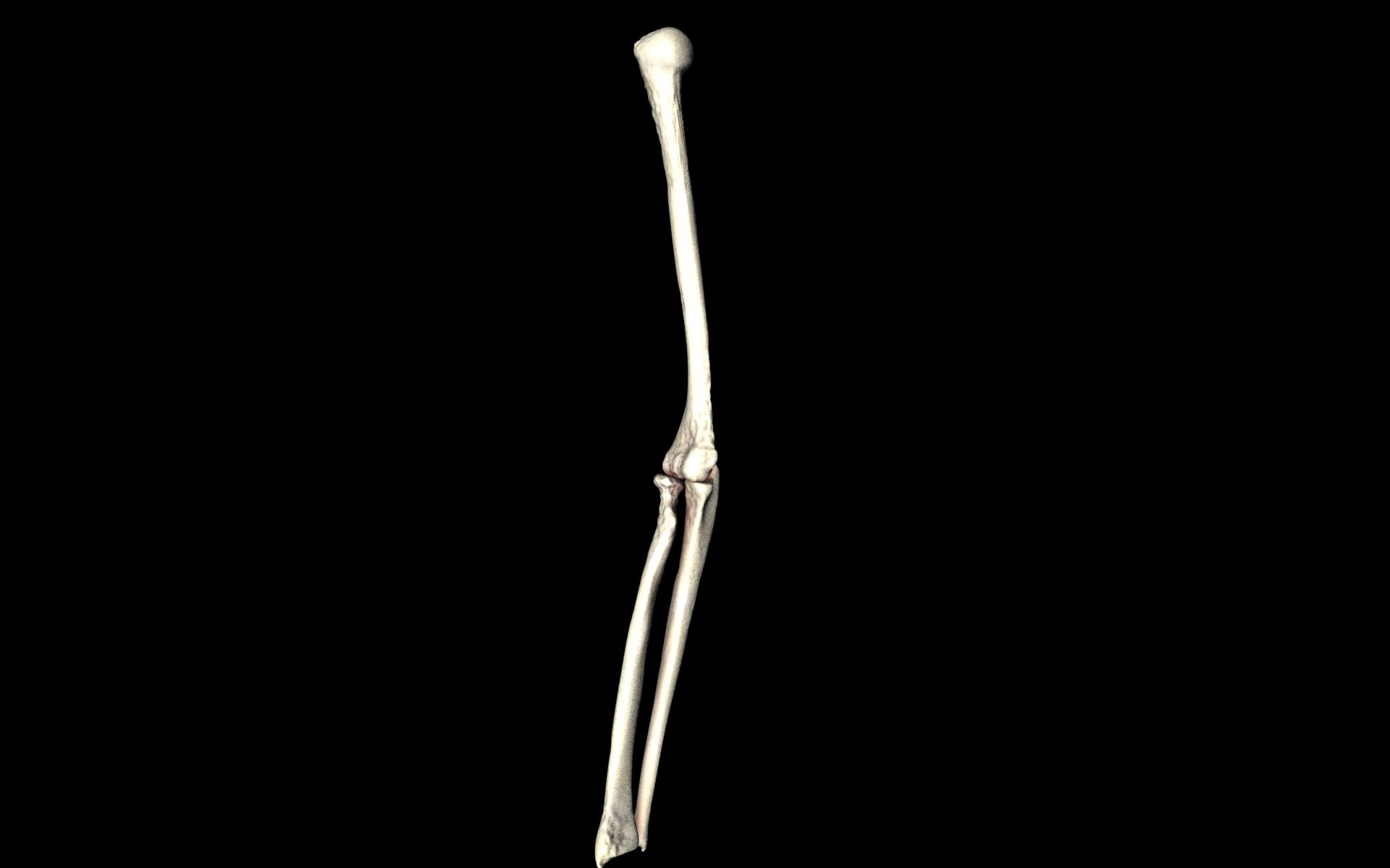 Elbow Joint Bones Humerus Radius Ulna - Medically Accurate 3d... 3D model_27