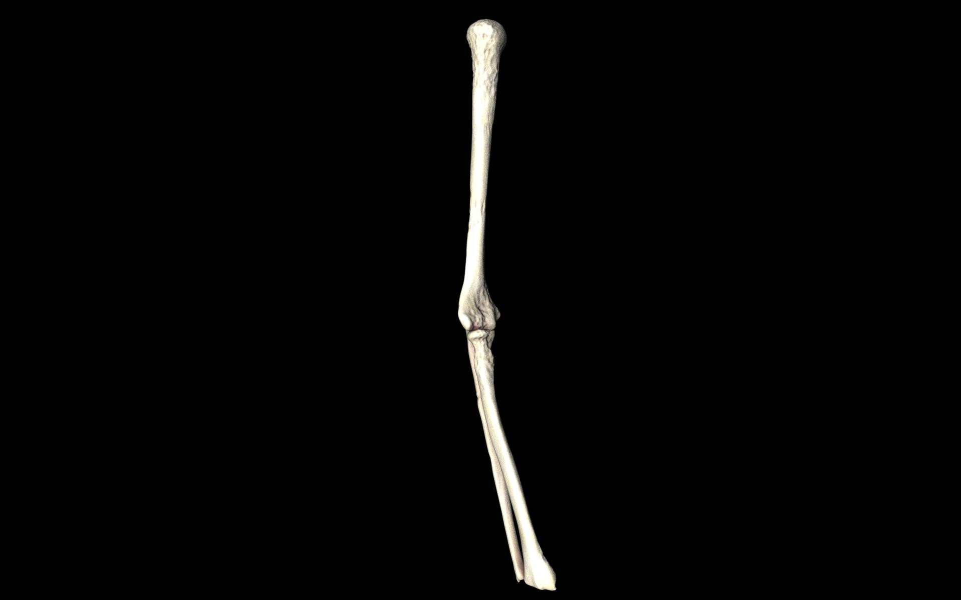 Elbow Joint Bones Humerus Radius Ulna - Medically Accurate 3d... 3D model_37
