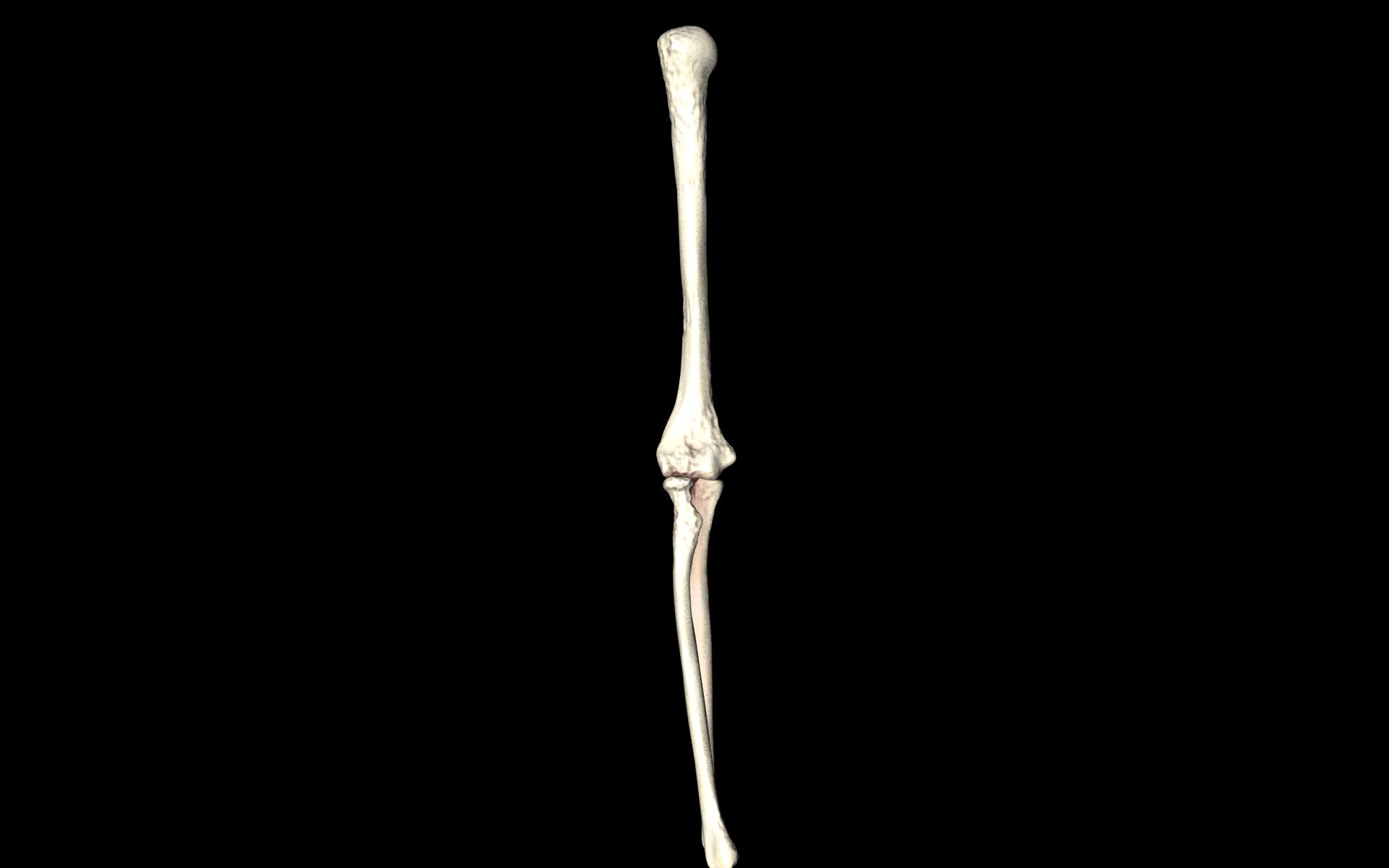 Elbow Joint Bones Humerus Radius Ulna - Medically Accurate 3d... 3D model_32