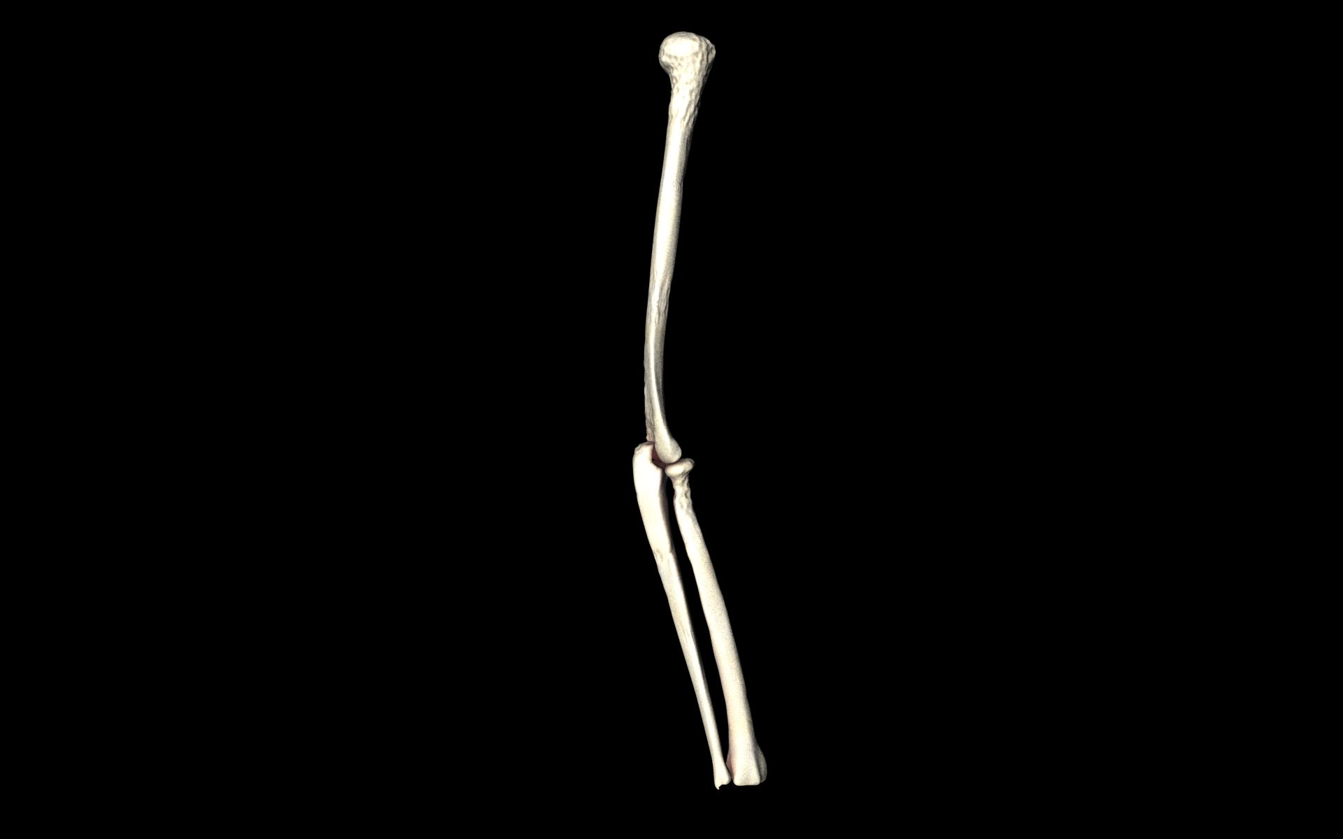 Elbow Joint Bones Humerus Radius Ulna - Medically Accurate 3d... 3D model_10