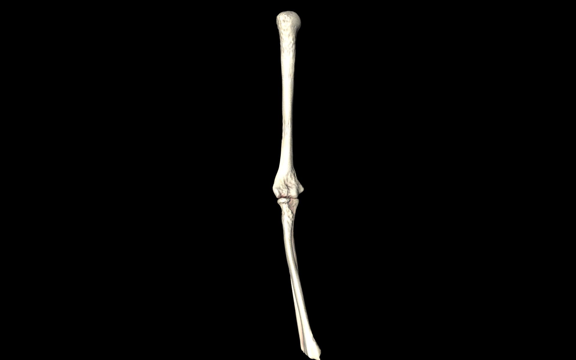 Elbow Joint Bones Humerus Radius Ulna - Medically Accurate 3d... 3D model_34
