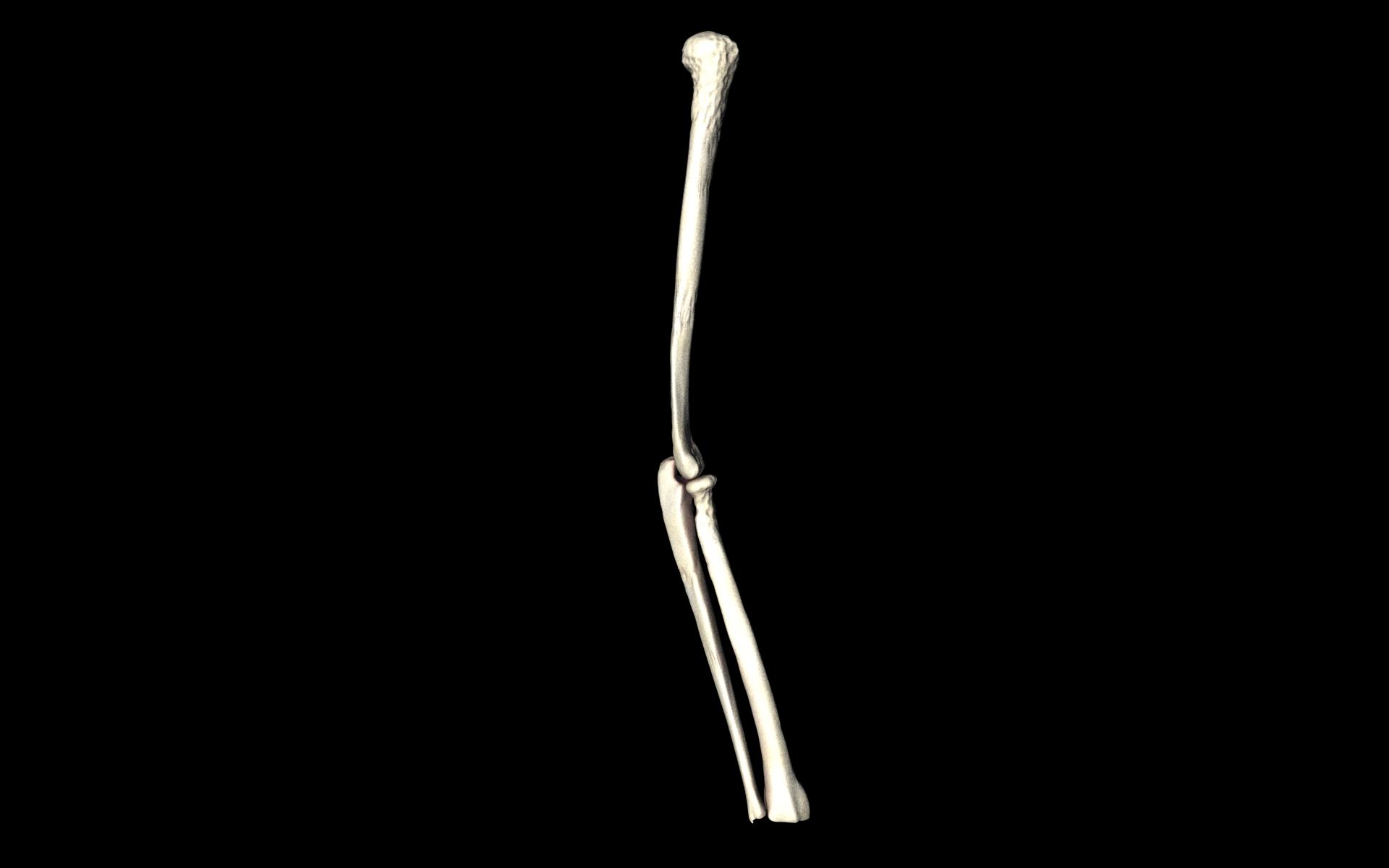 Elbow Joint Bones Humerus Radius Ulna - Medically Accurate 3d... 3D model_9