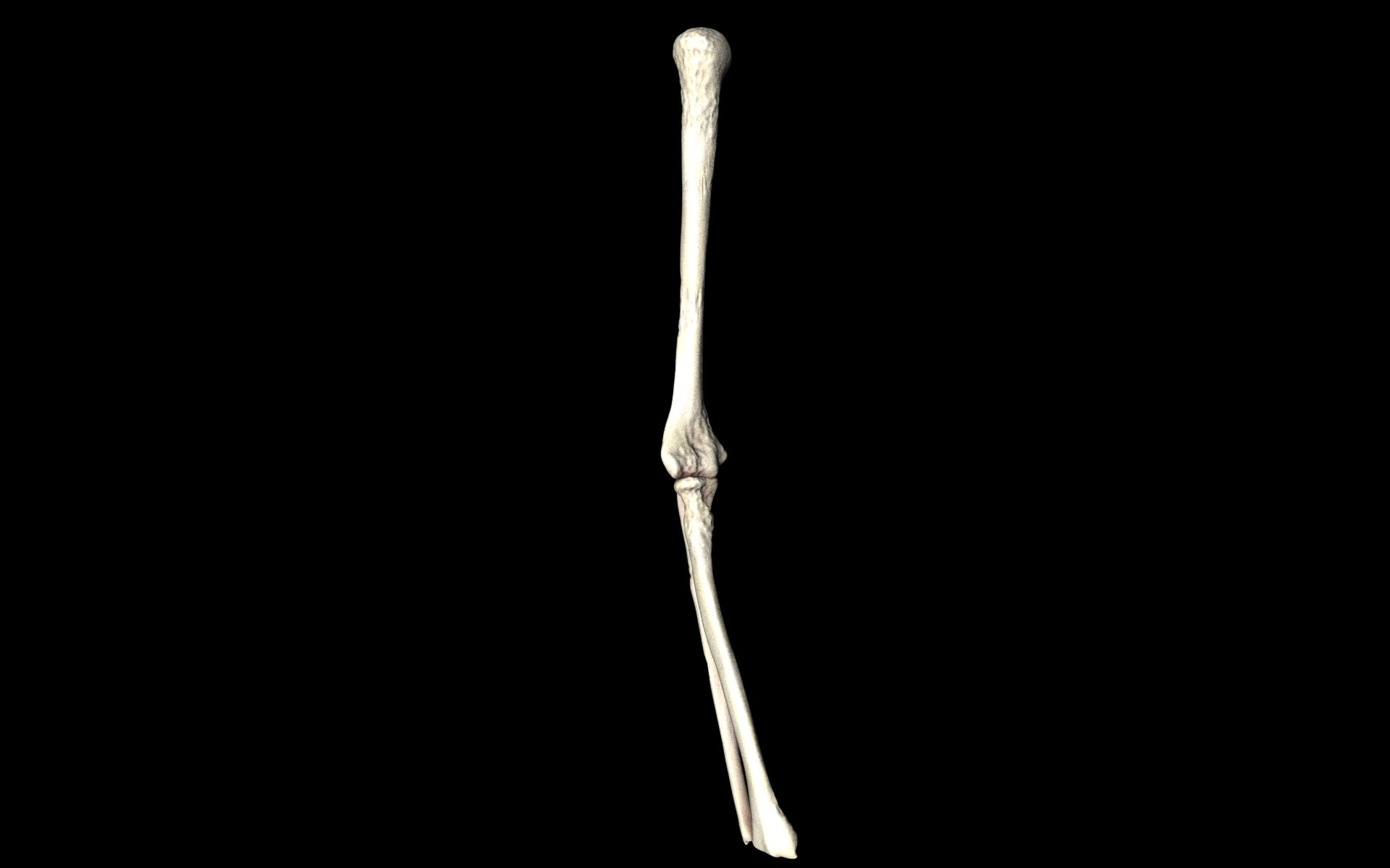 Elbow Joint Bones Humerus Radius Ulna - Medically Accurate 3d... 3D model_35