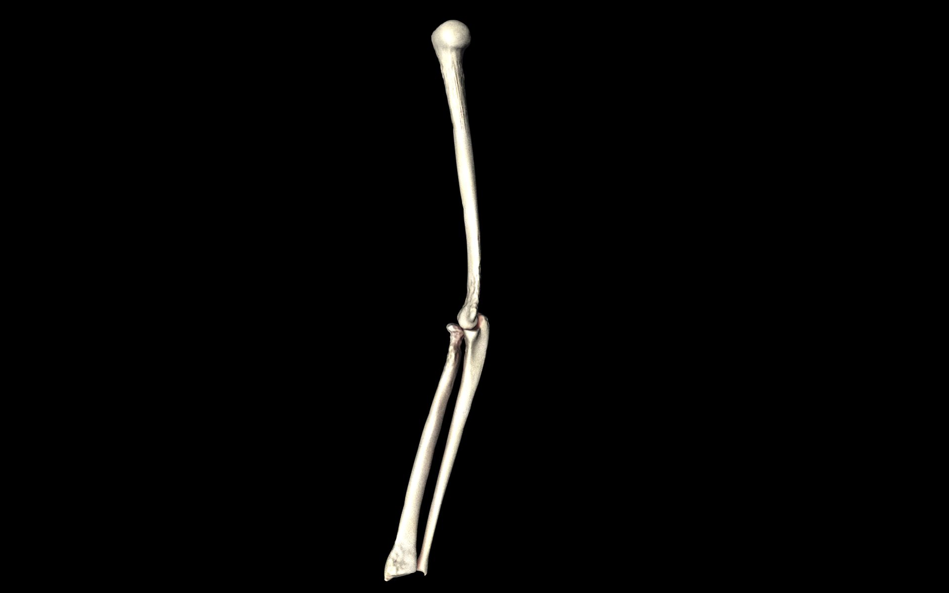 Elbow Joint Bones Humerus Radius Ulna - Medically Accurate 3d... 3D model_25