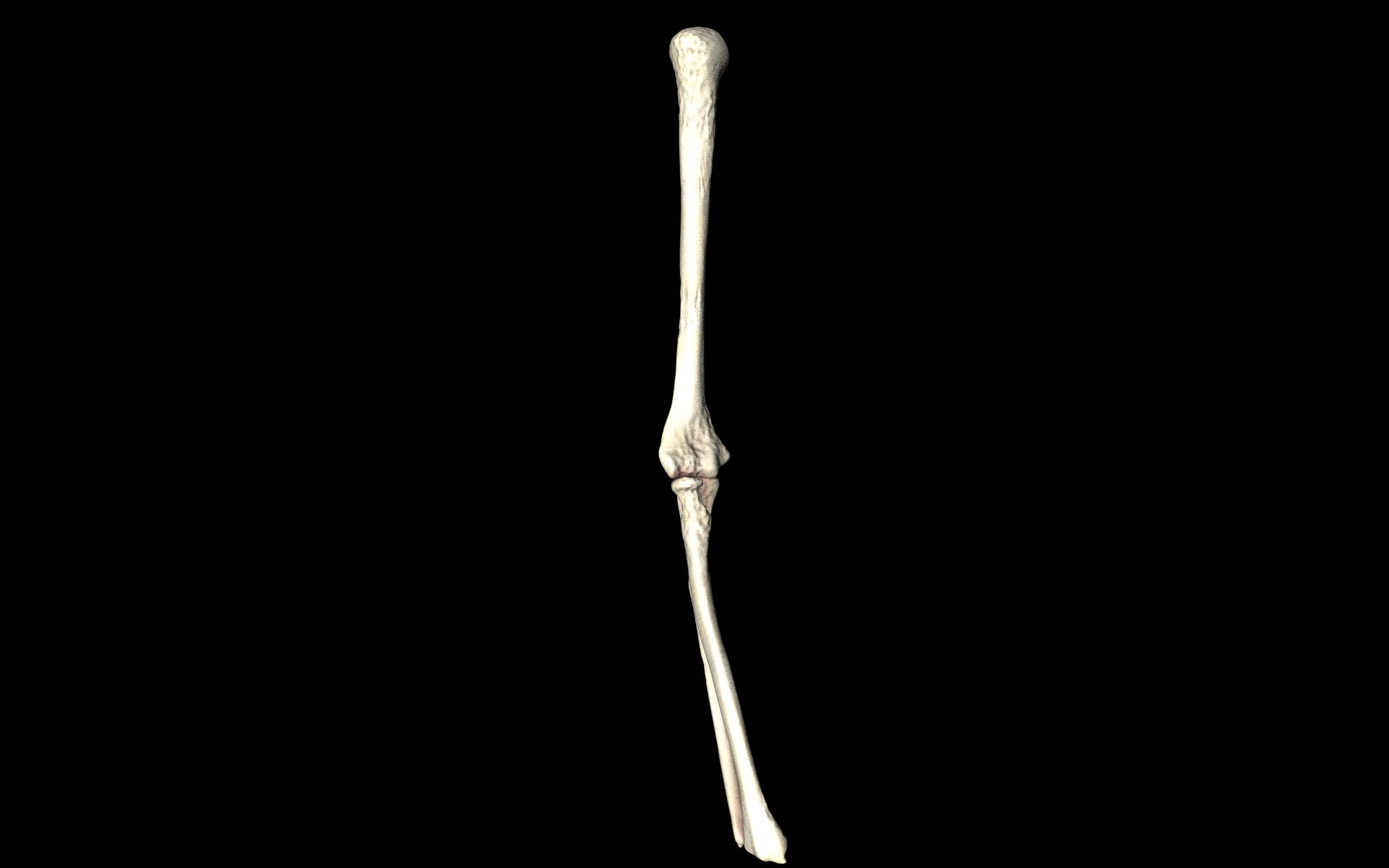 Elbow Joint Bones Humerus Radius Ulna - Medically Accurate 3d... 3D model_36