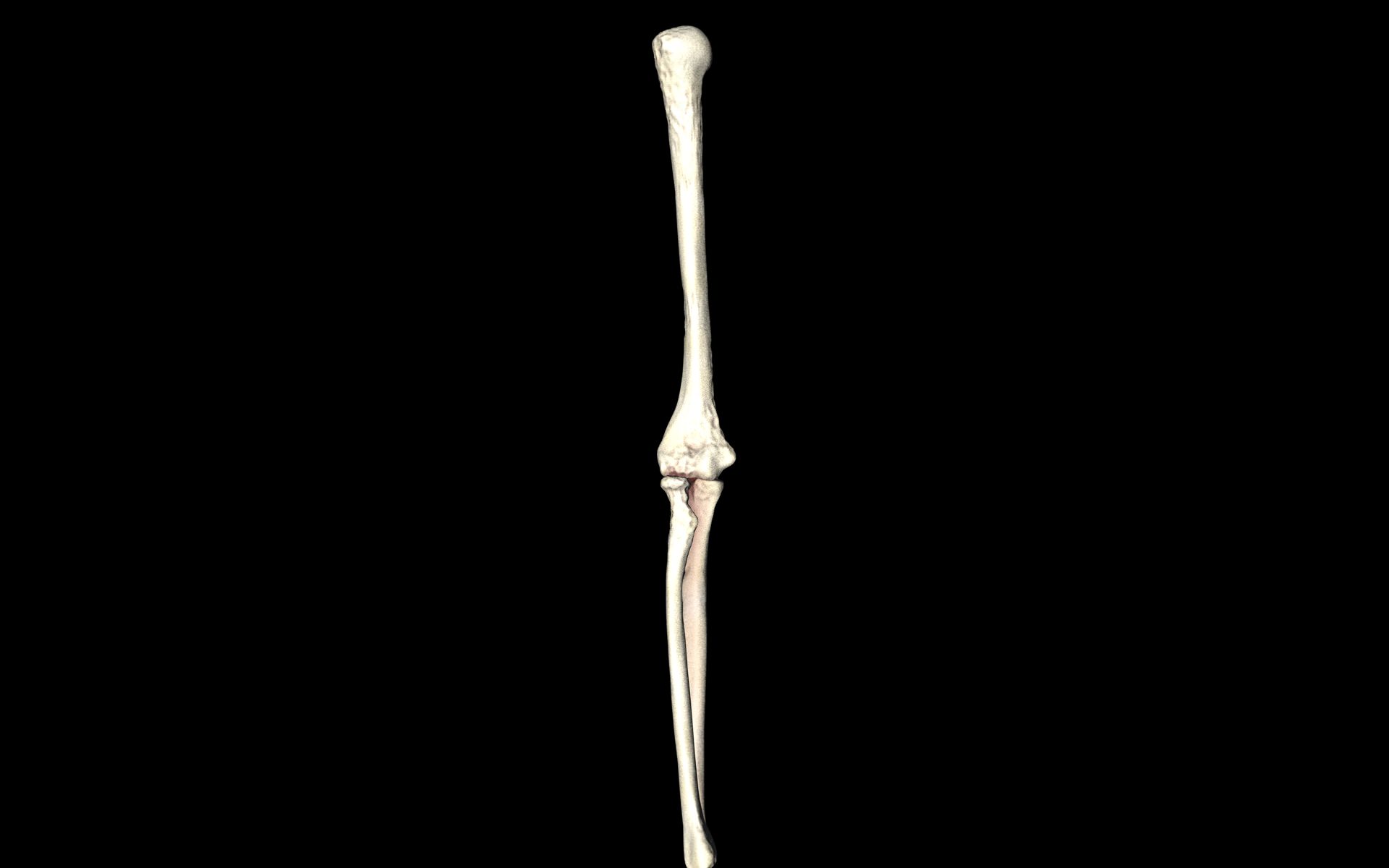 Elbow Joint Bones Humerus Radius Ulna - Medically Accurate 3d... 3D model_30