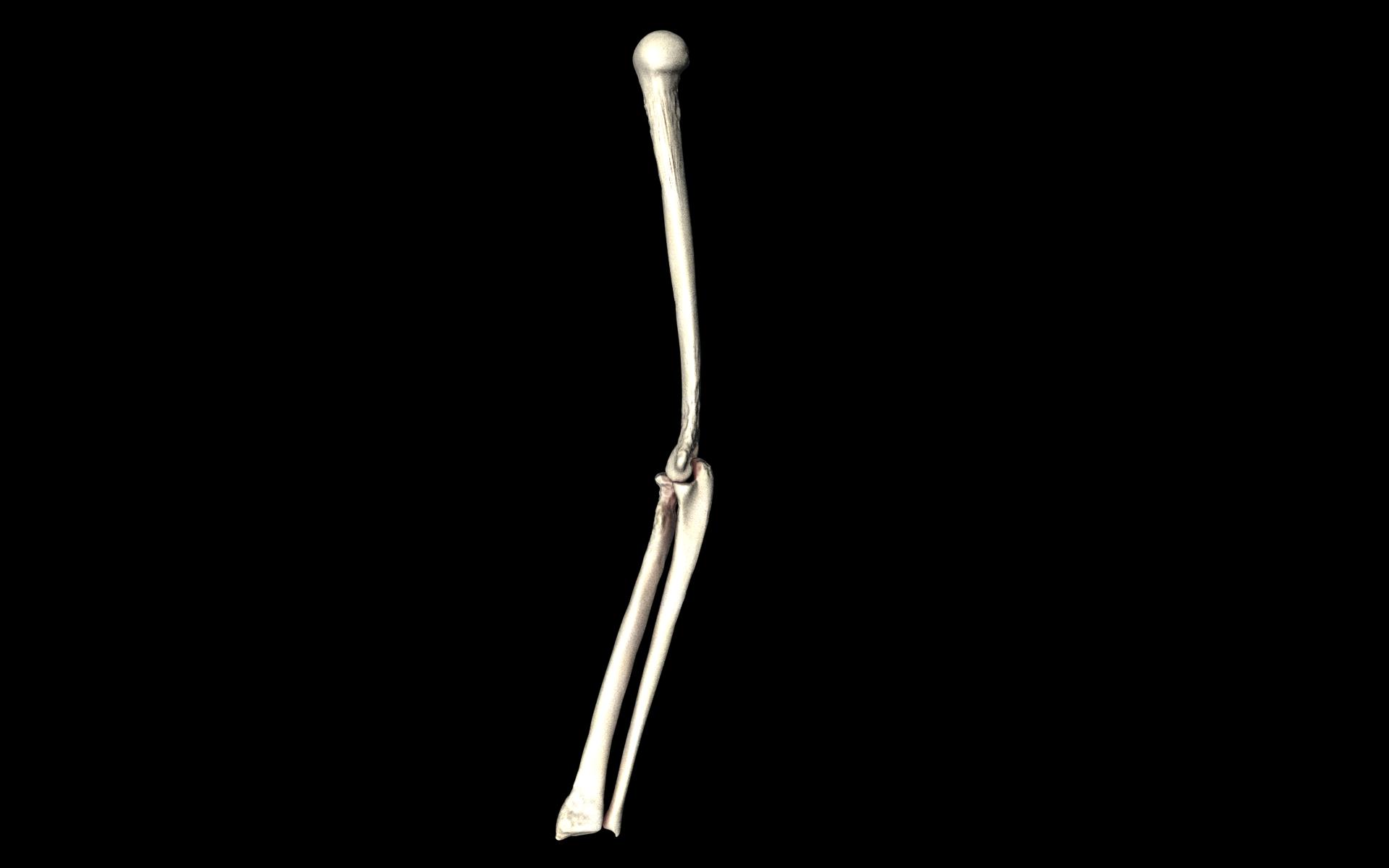 Elbow Joint Bones Humerus Radius Ulna - Medically Accurate 3d... 3D model_22