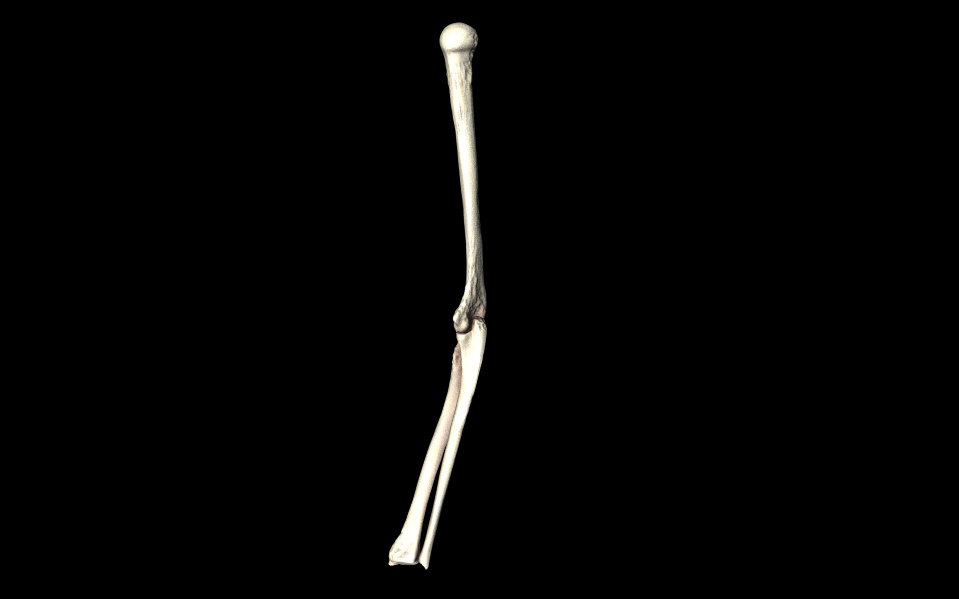 Elbow Joint Bones Humerus Radius Ulna - Medically Accurate 3d... 3D model_23