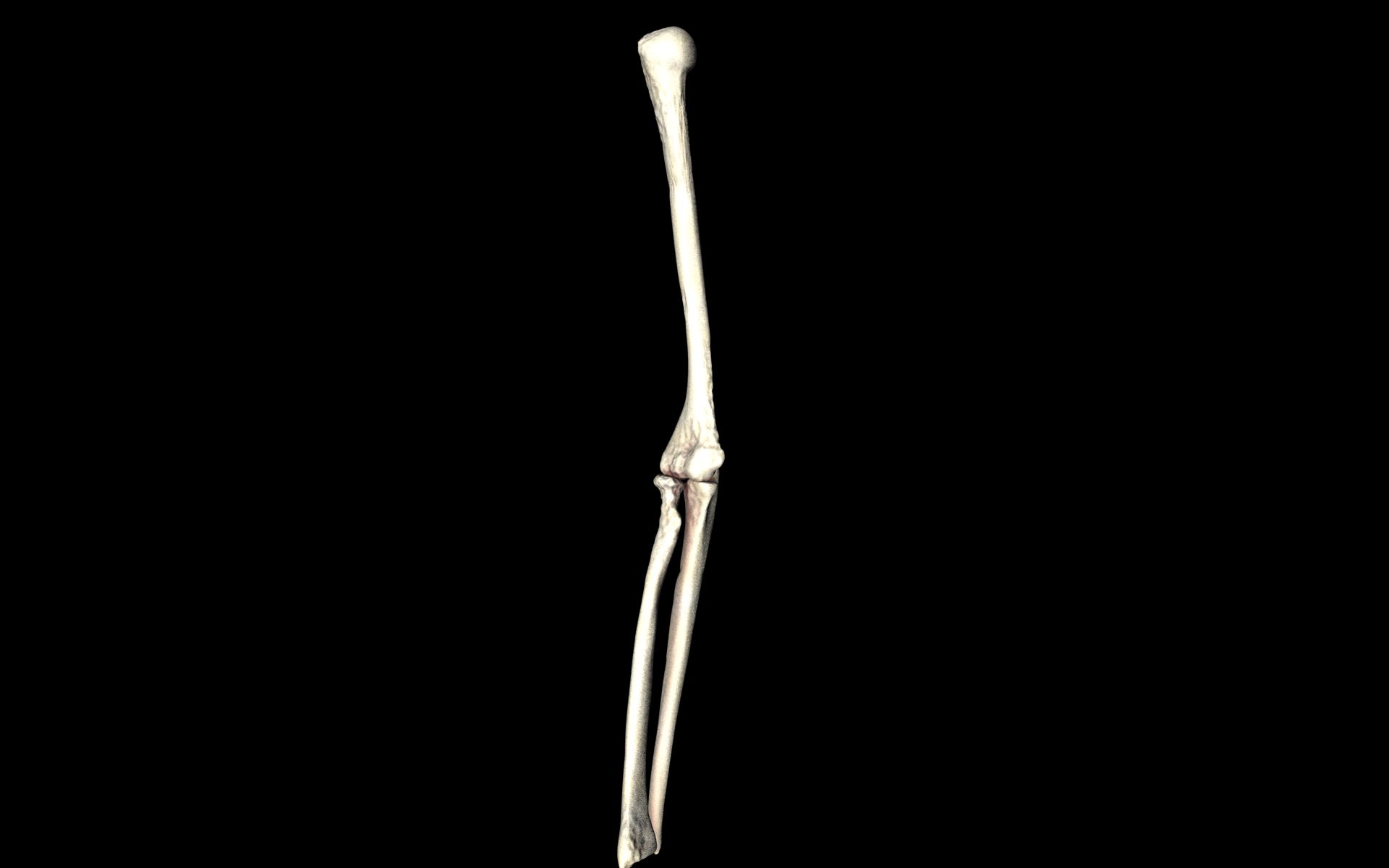 Elbow Joint Bones Humerus Radius Ulna - Medically Accurate 3d... 3D model_28