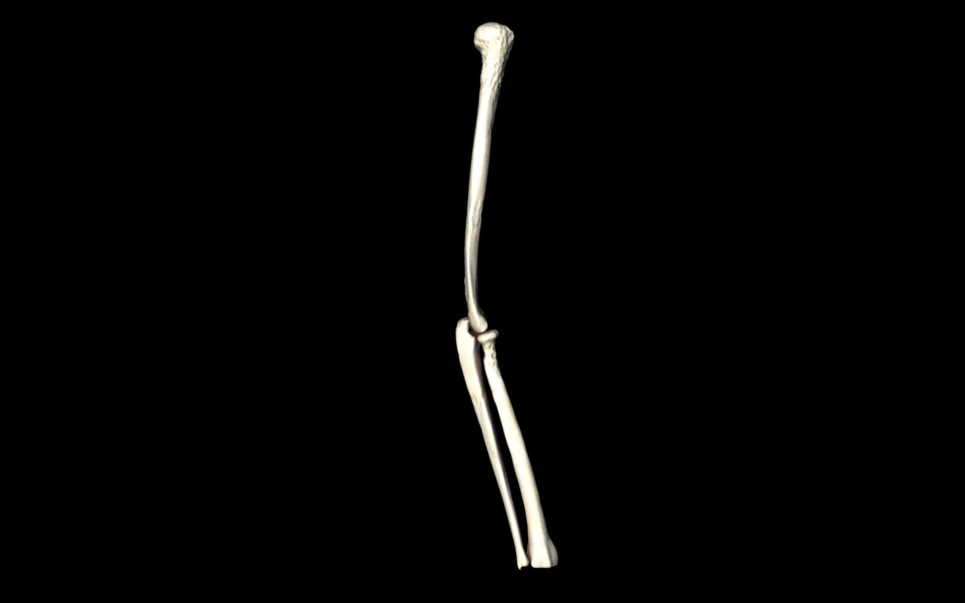 Elbow Joint Bones Humerus Radius Ulna - Medically Accurate 3d... 3D model_11
