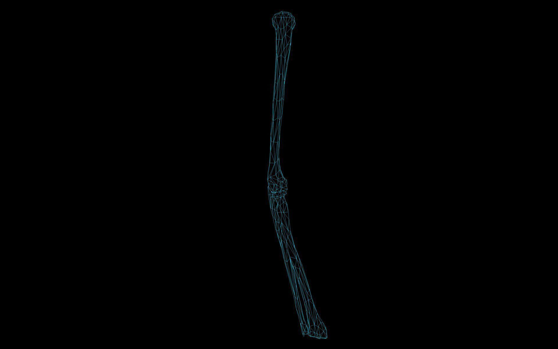 Elbow Joint Bones Humerus Radius Ulna - Medically Accurate 3d... 3D model_1