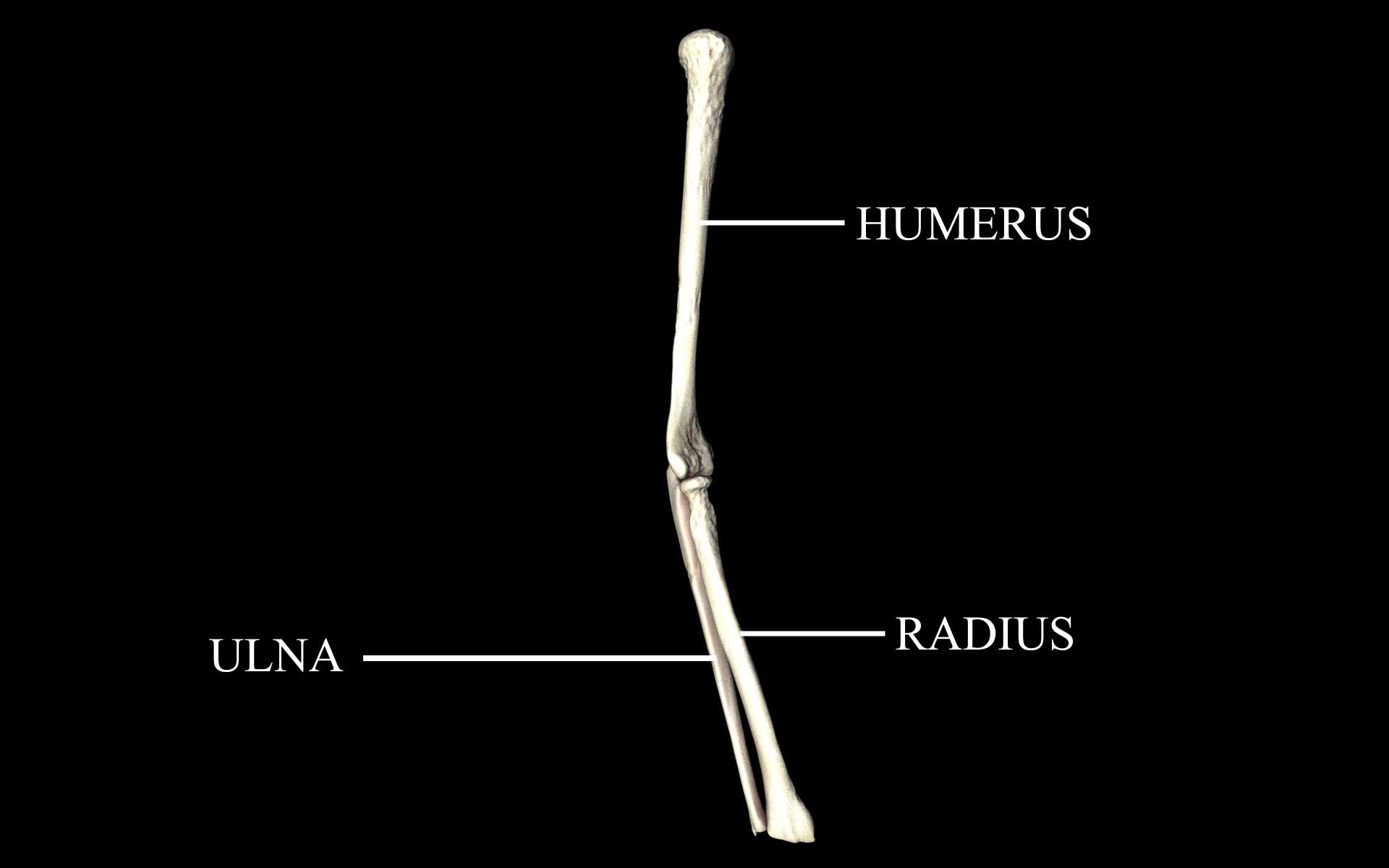 Elbow Joint Bones Humerus Radius Ulna - Medically Accurate 3d... 3D model_43