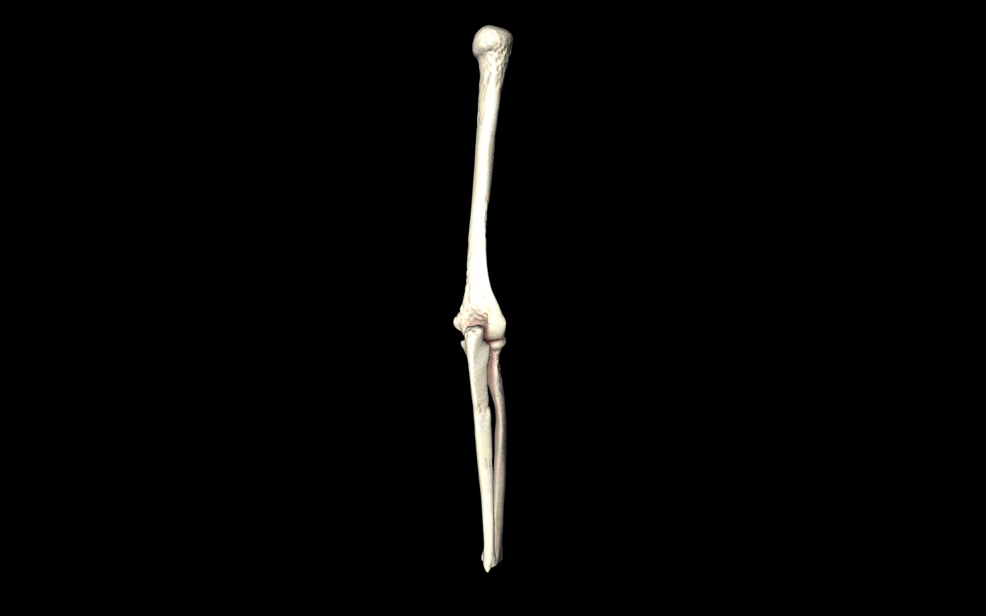 Elbow Joint Bones Humerus Radius Ulna - Medically Accurate 3d... 3D model_17