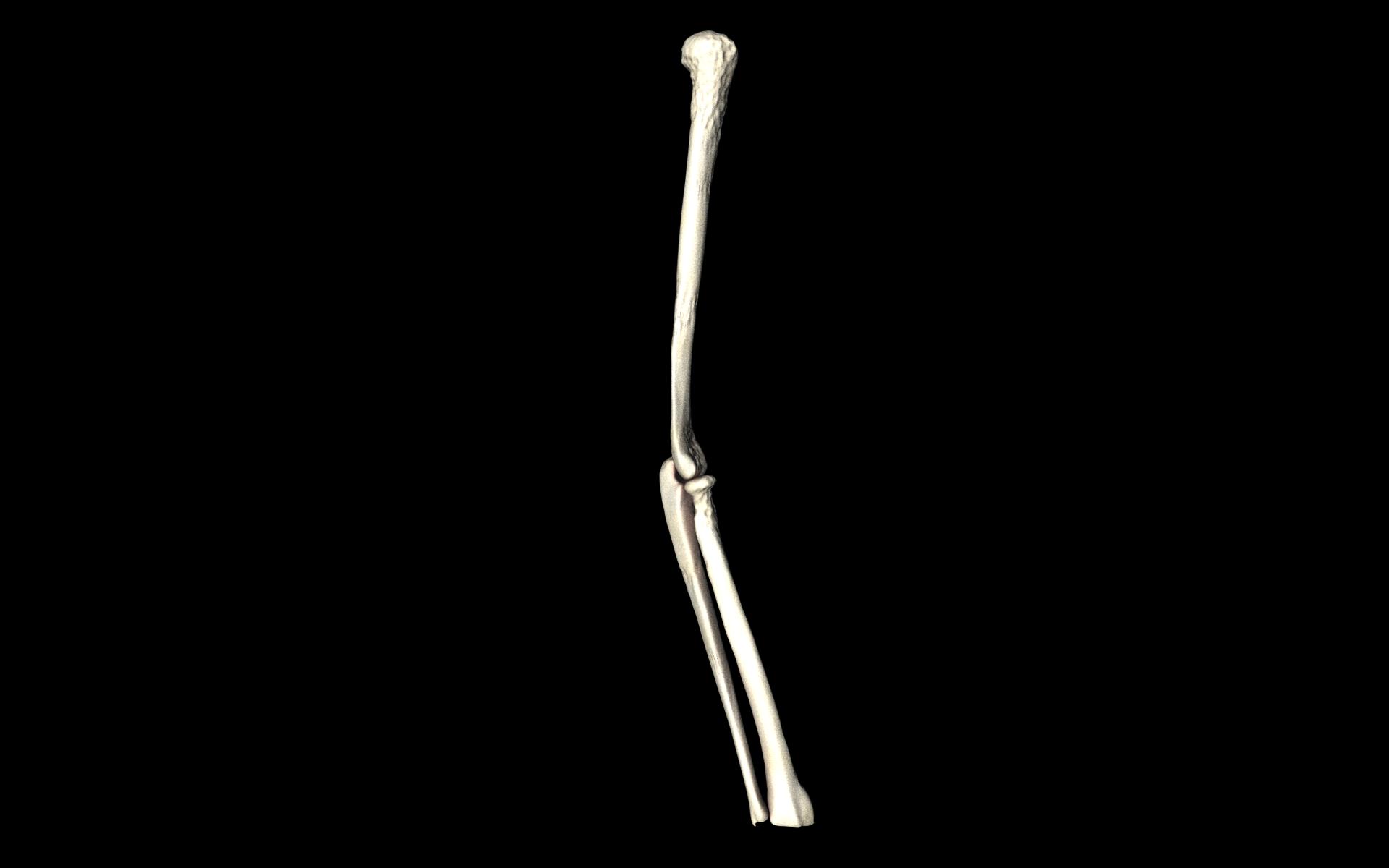 Elbow Joint Bones Humerus Radius Ulna - Medically Accurate 3d... 3D model_8