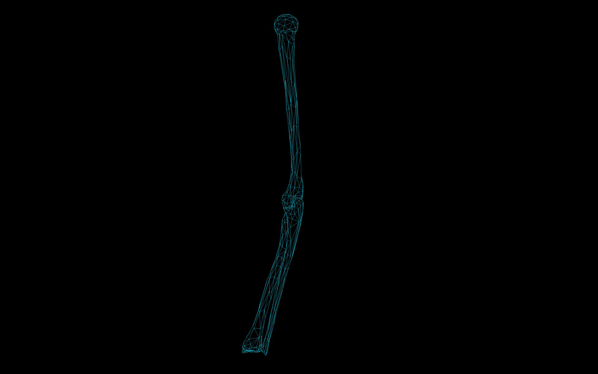 Elbow Joint Bones Humerus Radius Ulna - Medically Accurate 3d... 3D model_2