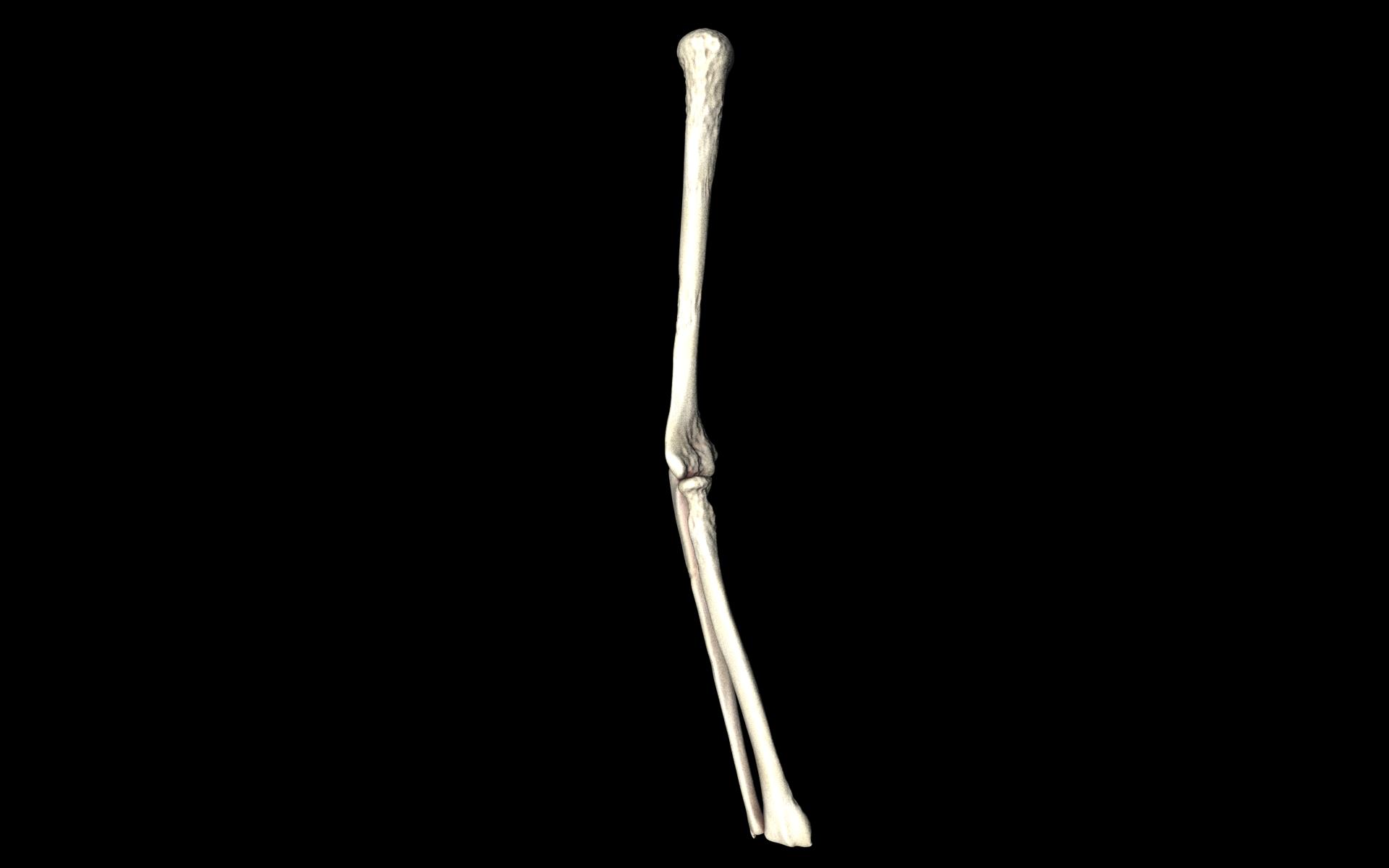 Elbow Joint Bones Humerus Radius Ulna - Medically Accurate 3d... 3D model_39