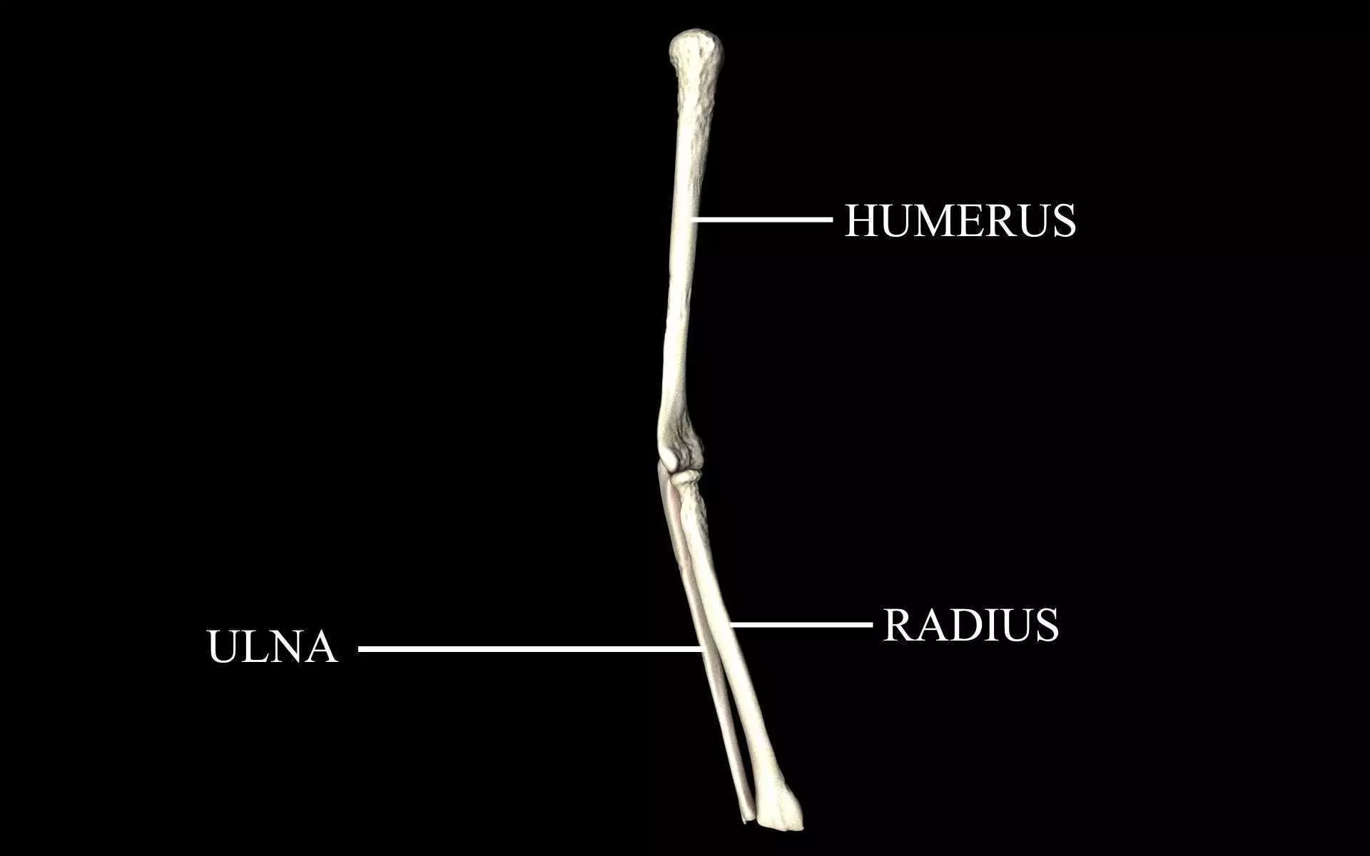 Elbow Joint Bones Humerus Radius Ulna - Medically Accurate 3d... 3D model_0