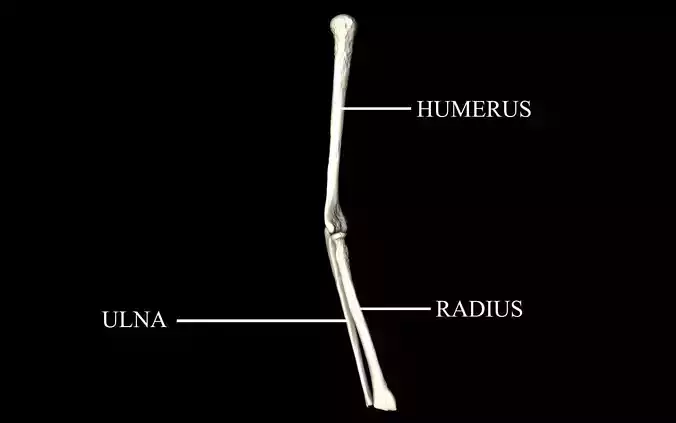 Elbow Joint Bones Humerus Radius Ulna - Medically Accurate 3d... 3D model