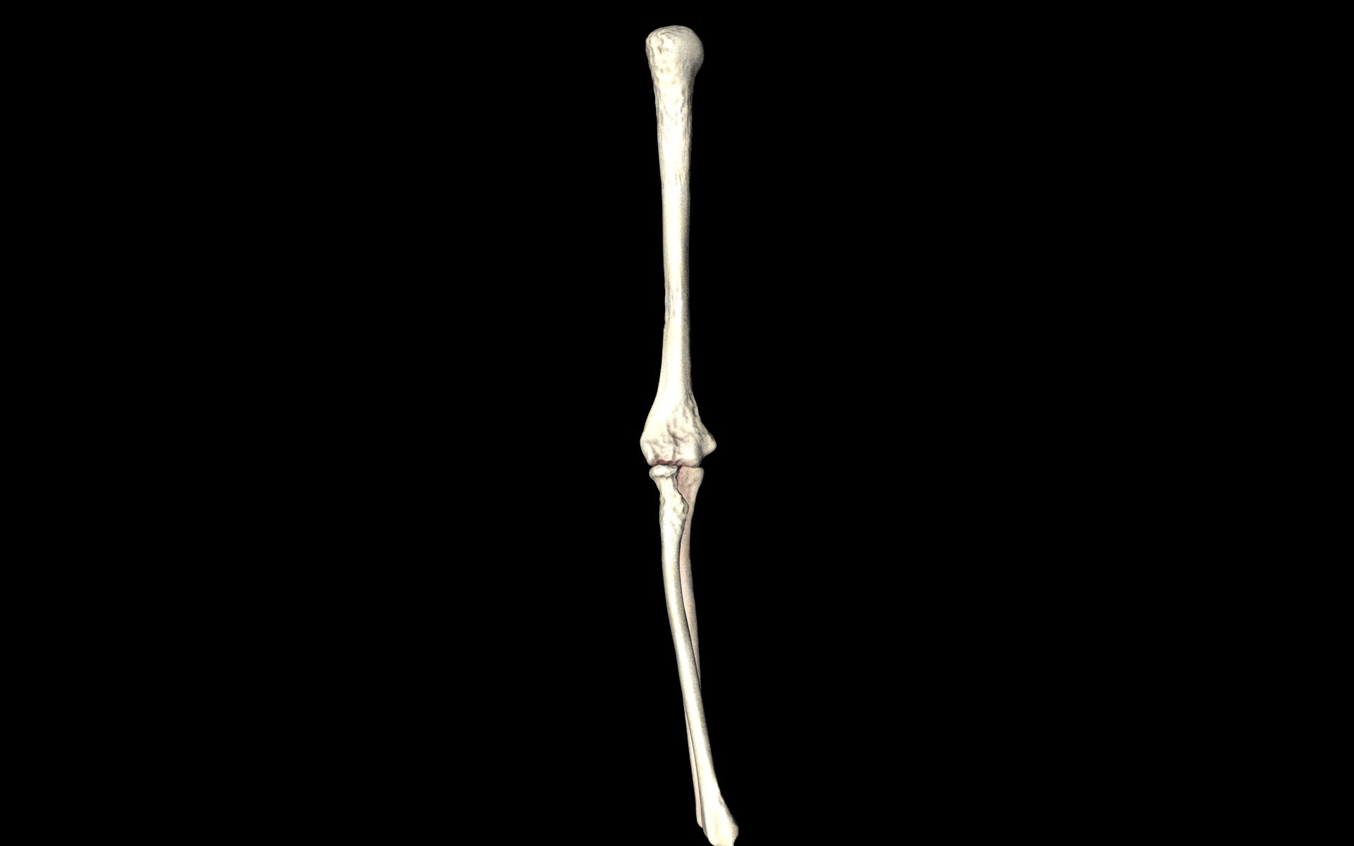 Elbow Joint Bones Humerus Radius Ulna - Medically Accurate 3d... 3D model_33