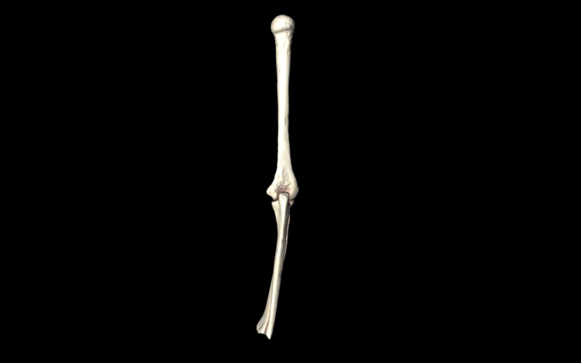 Elbow Joint Bones Humerus Radius Ulna - Medically Accurate 3d... 3D model_18