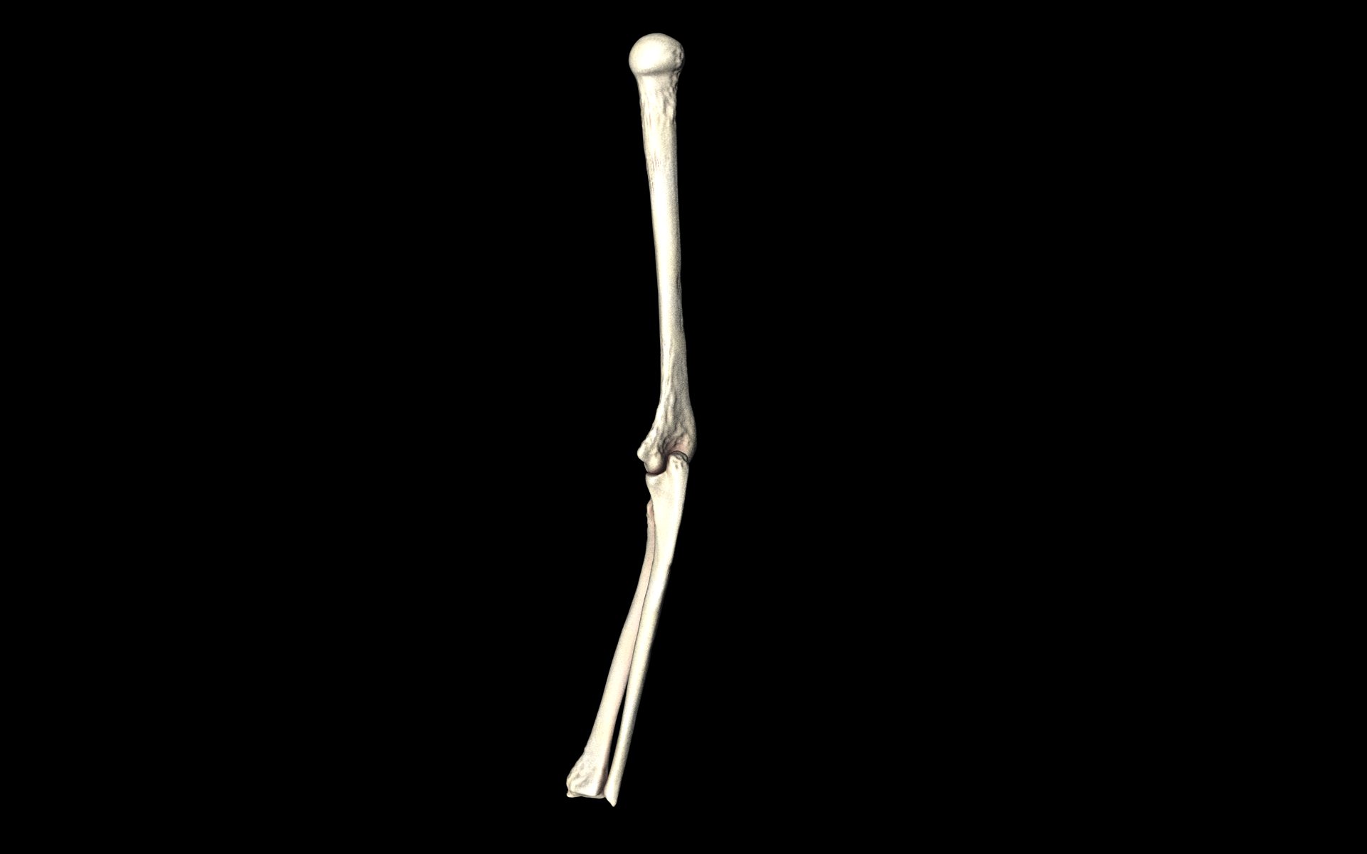 Elbow Joint Bones Humerus Radius Ulna - Medically Accurate 3d... 3D model_21