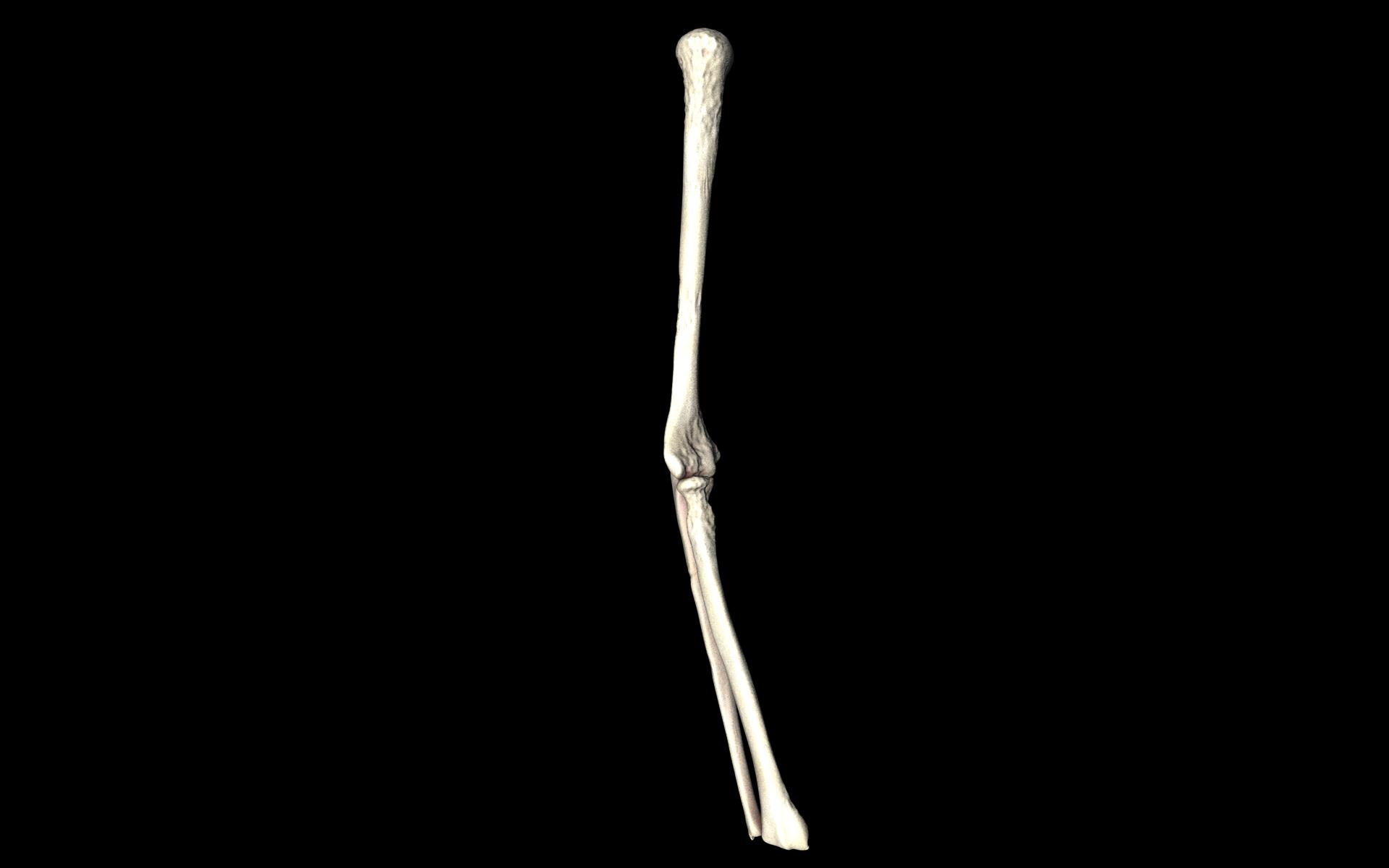 Elbow Joint Bones Humerus Radius Ulna - Medically Accurate 3d... 3D model_38