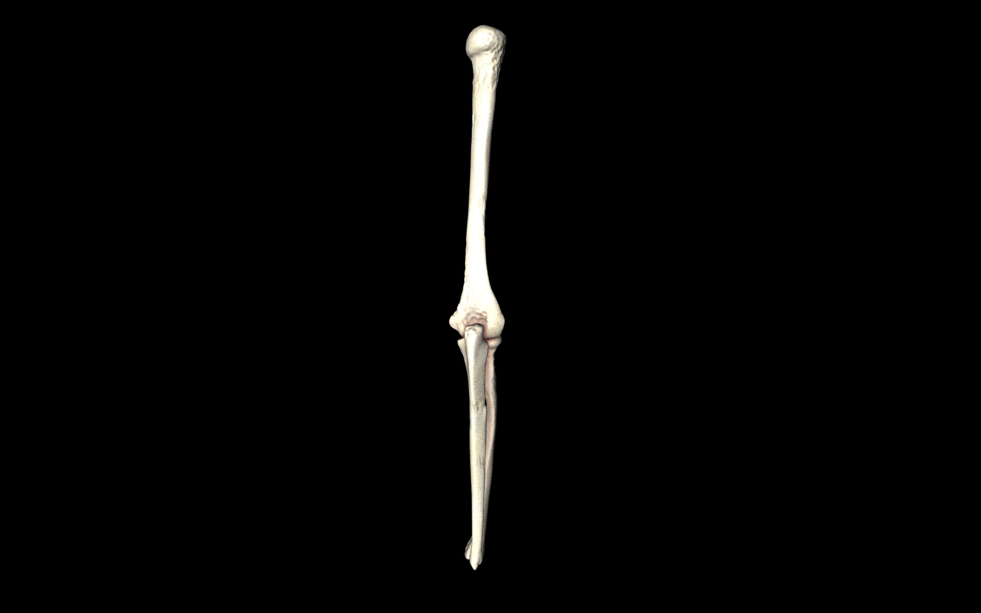 Elbow Joint Bones Humerus Radius Ulna - Medically Accurate 3d... 3D model_16