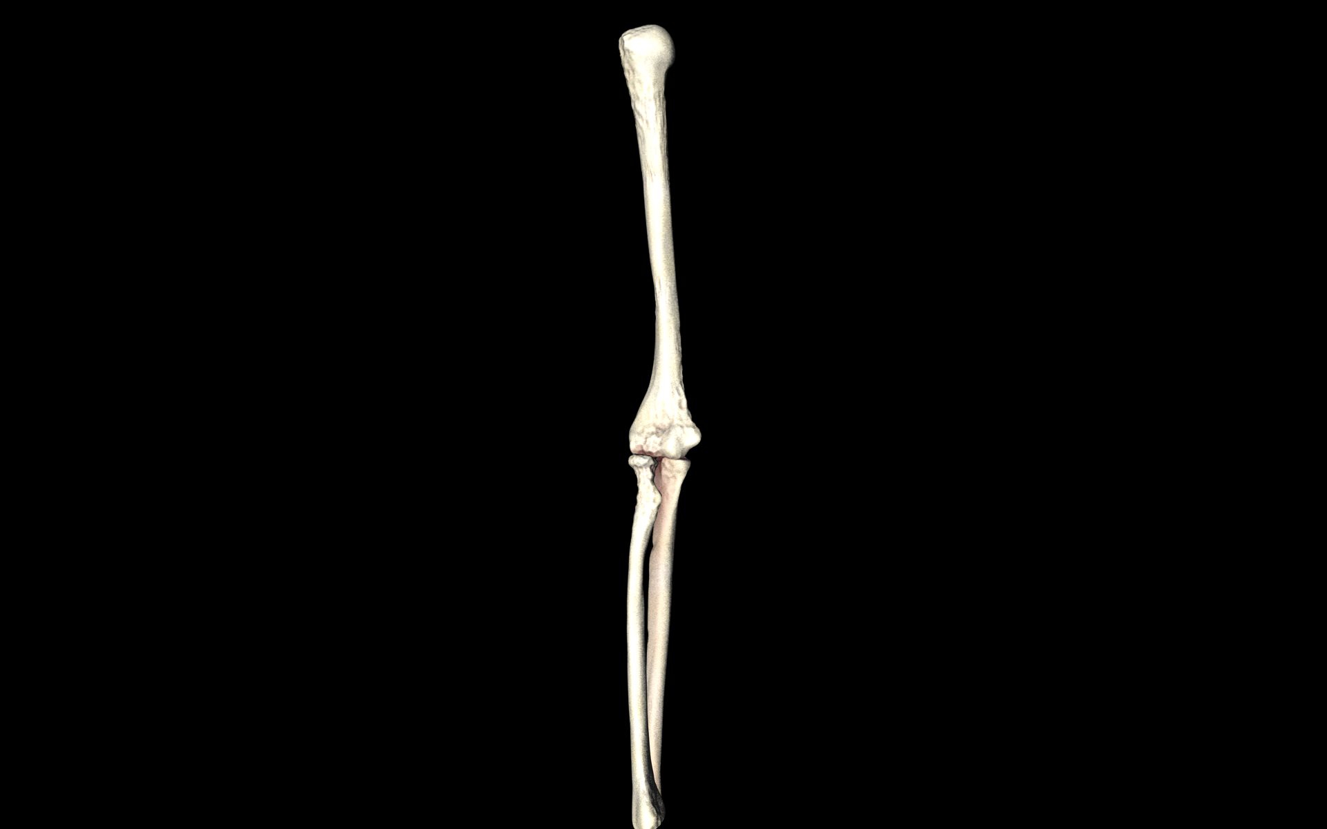 Elbow Joint Bones Humerus Radius Ulna - Medically Accurate 3d... 3D model_31