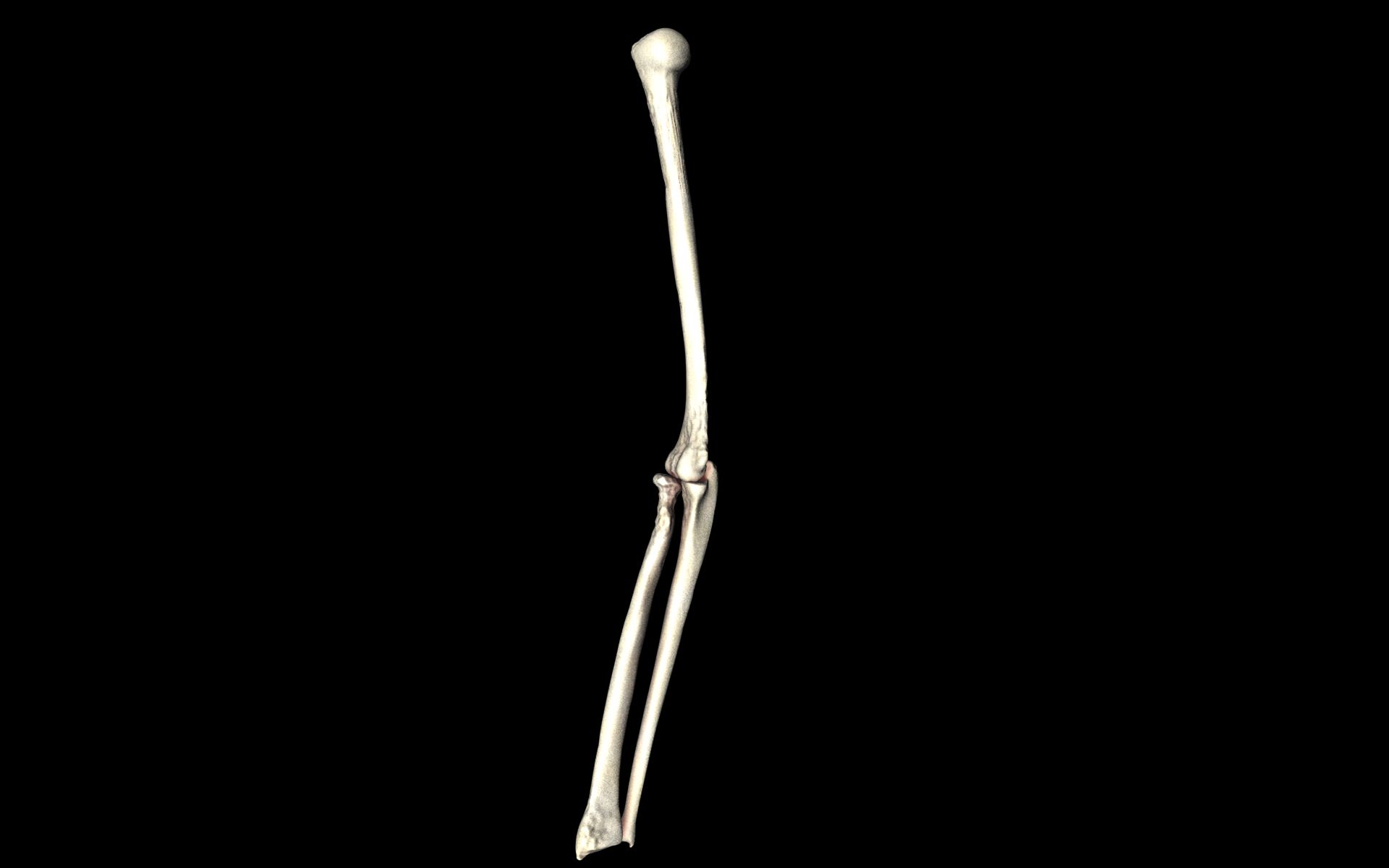 Elbow Joint Bones Humerus Radius Ulna - Medically Accurate 3d... 3D model_26