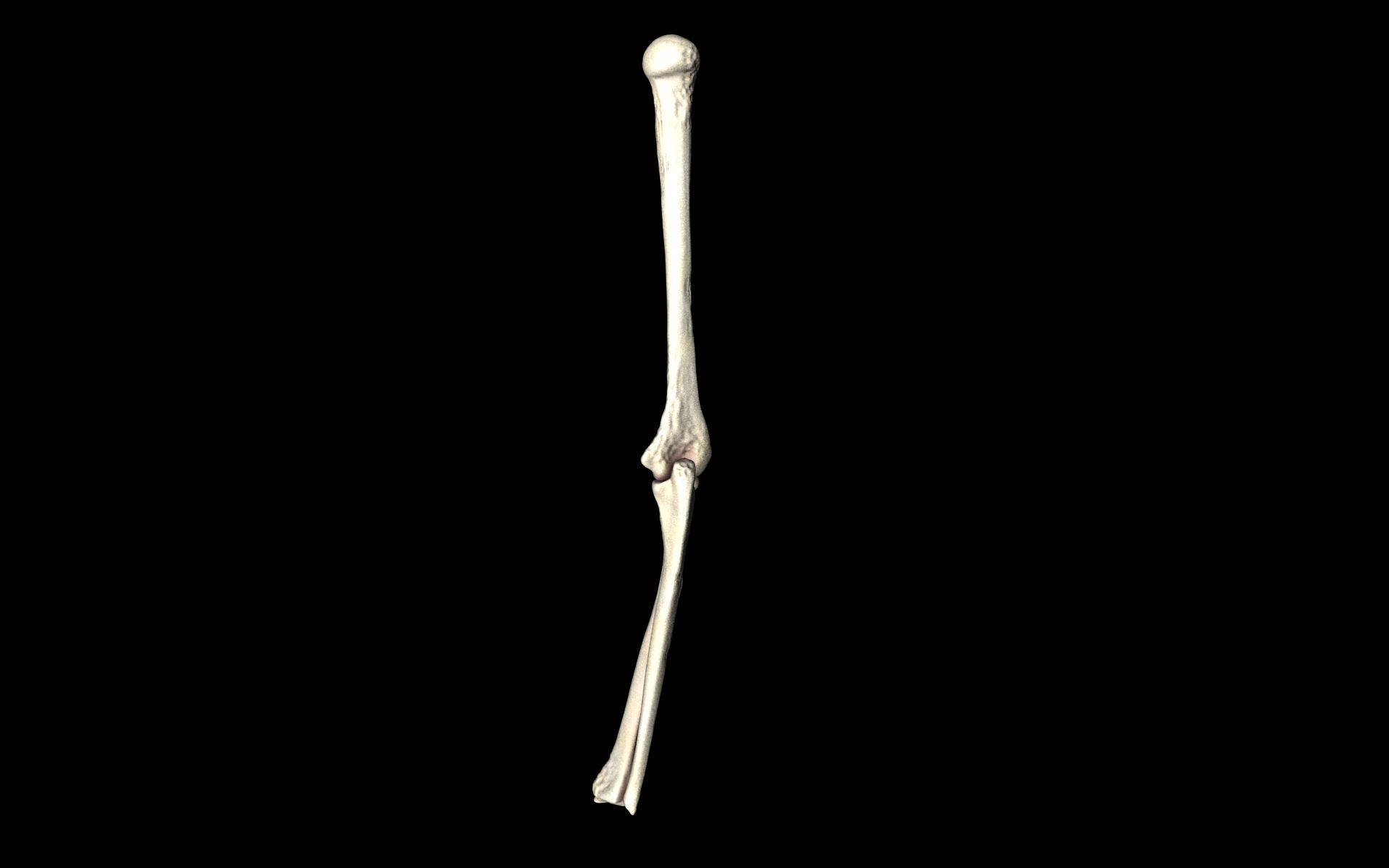 Elbow Joint Bones Humerus Radius Ulna - Medically Accurate 3d... 3D model_19