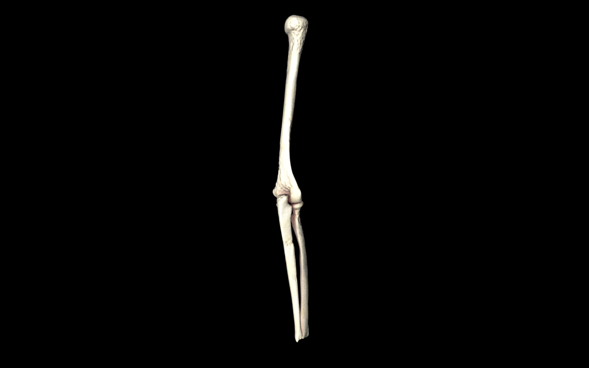 Elbow Joint Bones Humerus Radius Ulna - Medically Accurate 3d... 3D model_15