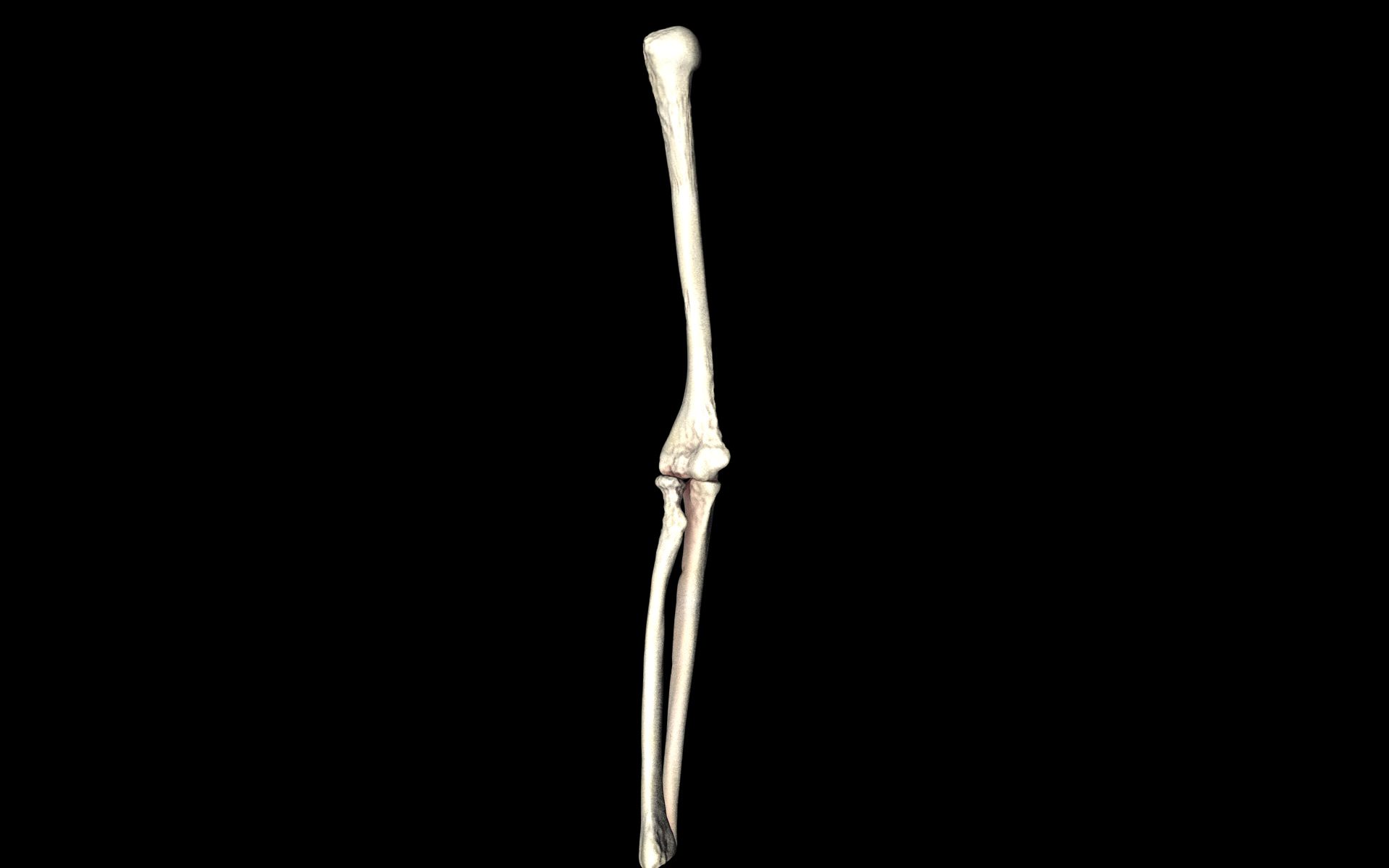 Elbow Joint Bones Humerus Radius Ulna - Medically Accurate 3d... 3D model_29